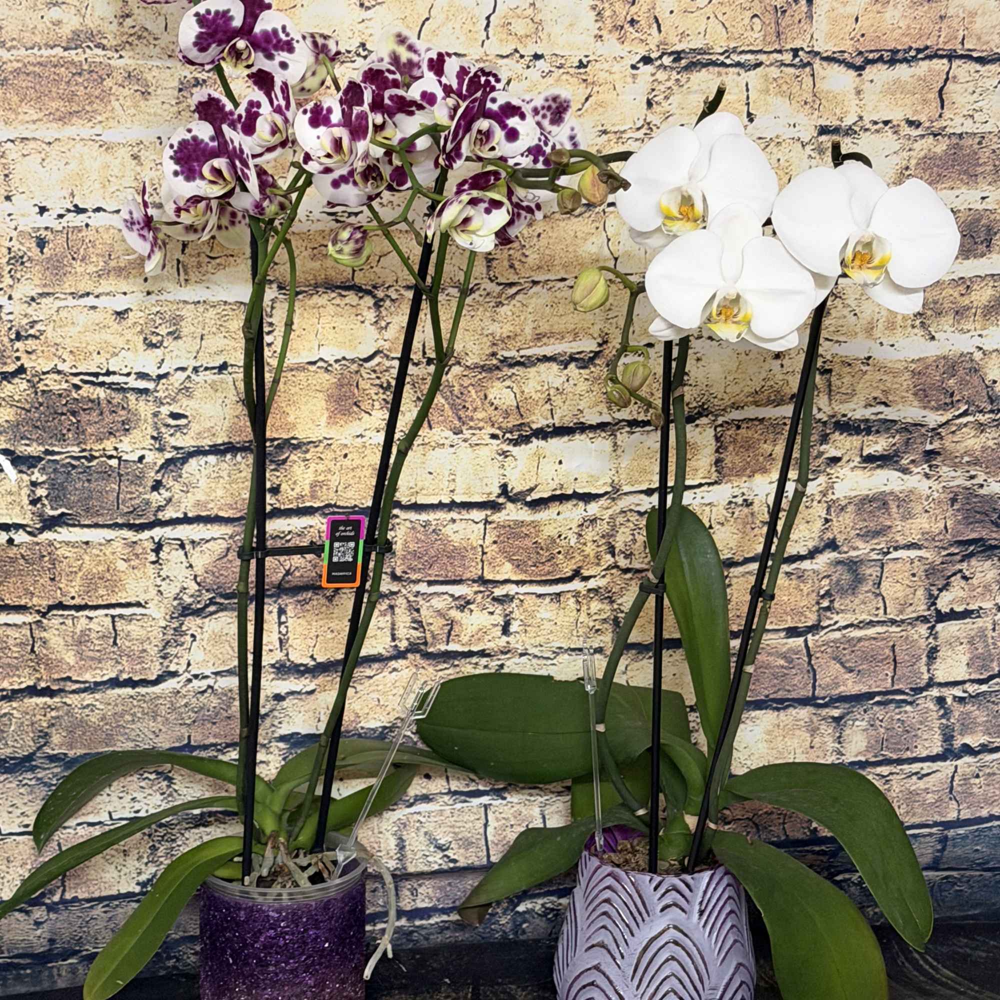 Send Zen. A graceful phalaenopsis orchid plant is an enchanting gift for