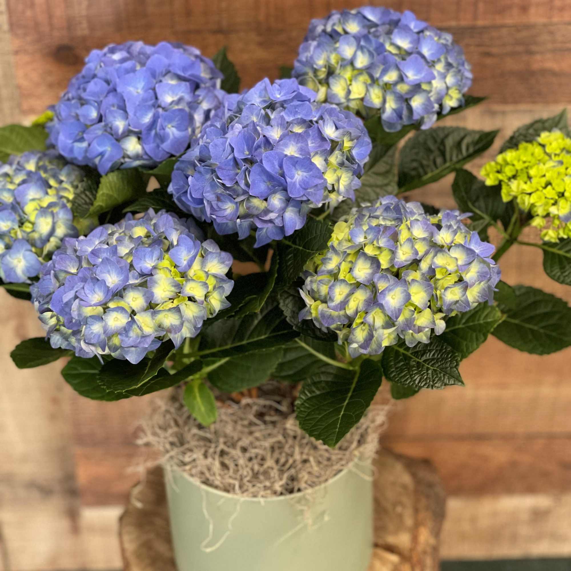 A timeless classic, the blue hydrangea is the perfect way to say