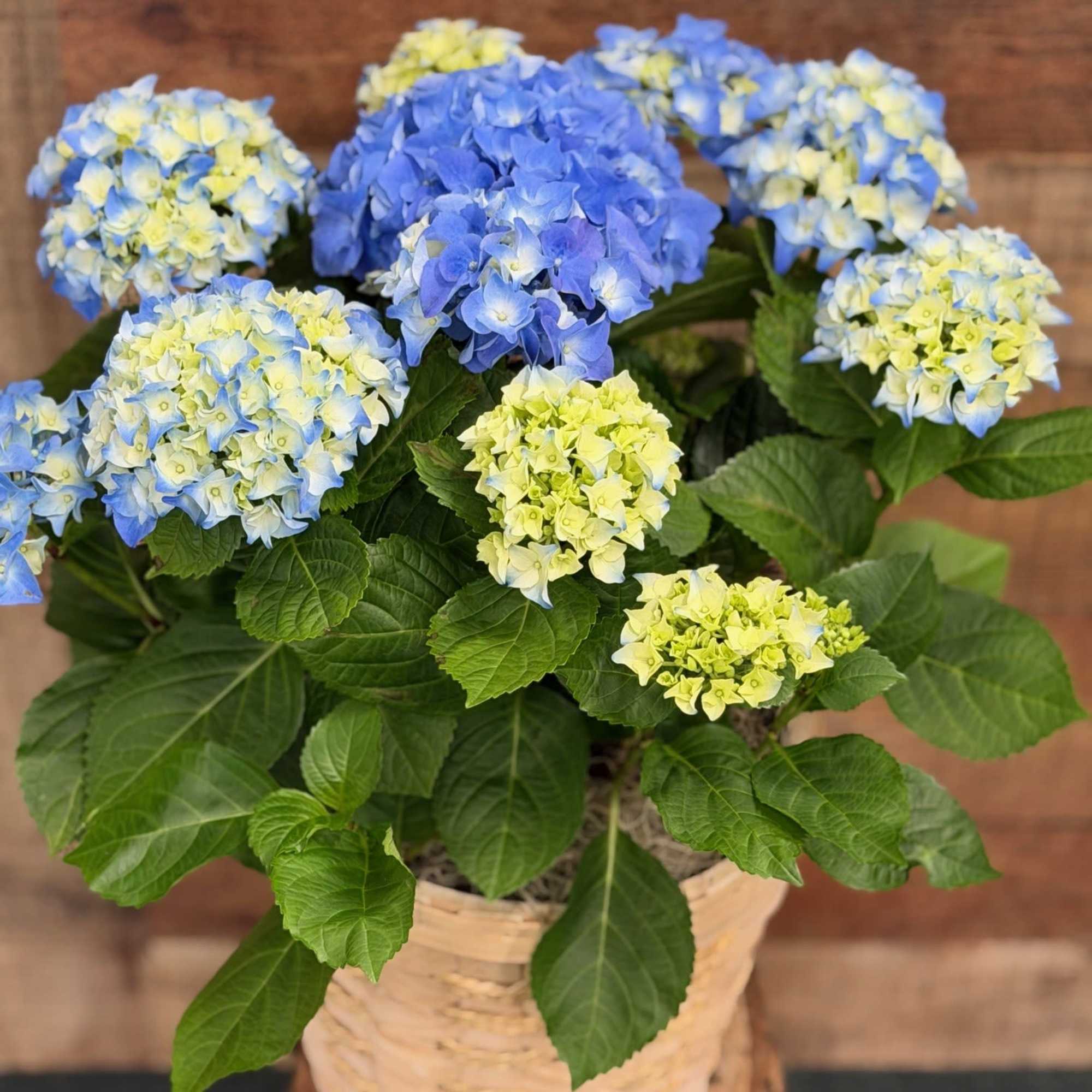 A timeless classic, the blue hydrangea is the perfect way to say