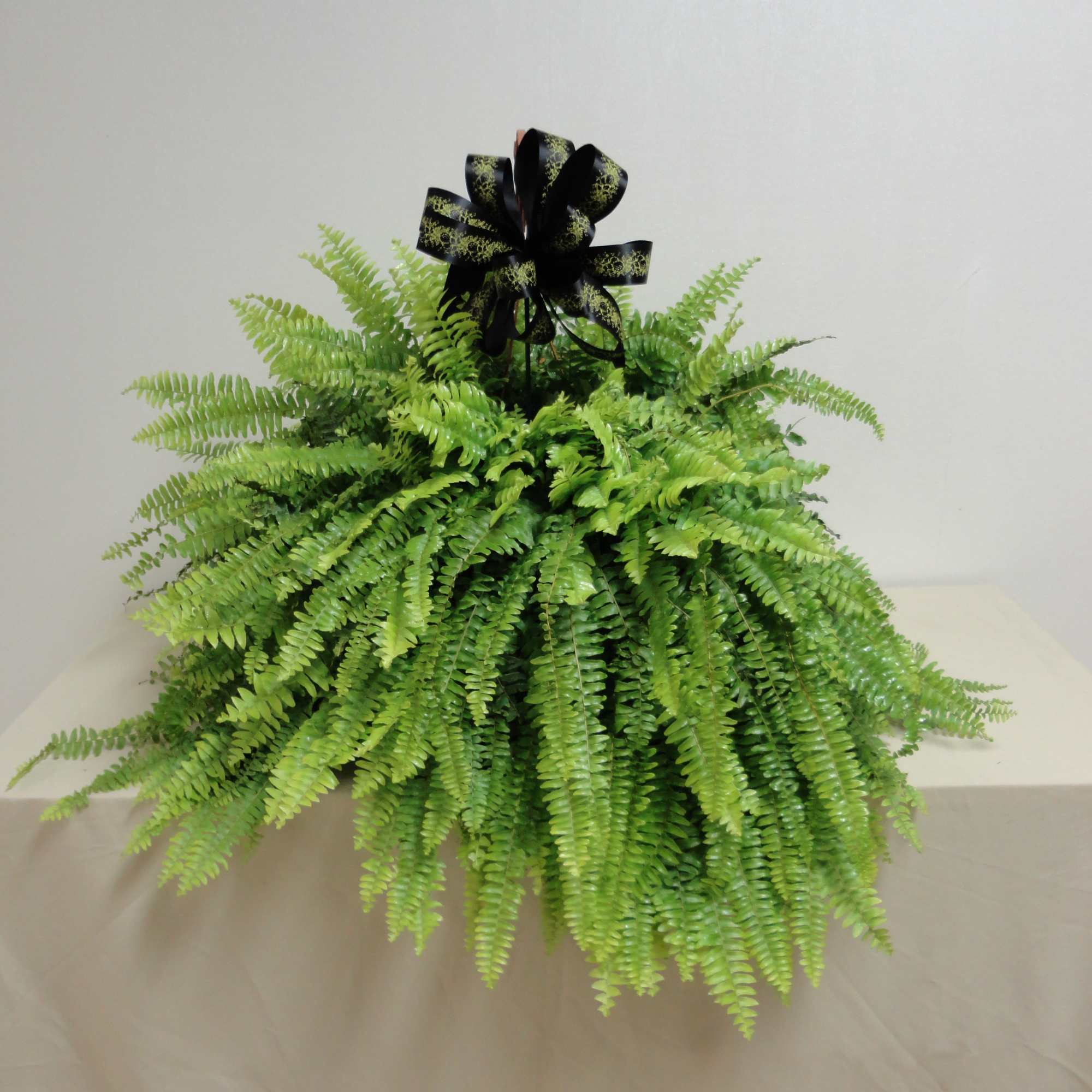 Lush fern arrangement with a black ribbon bow