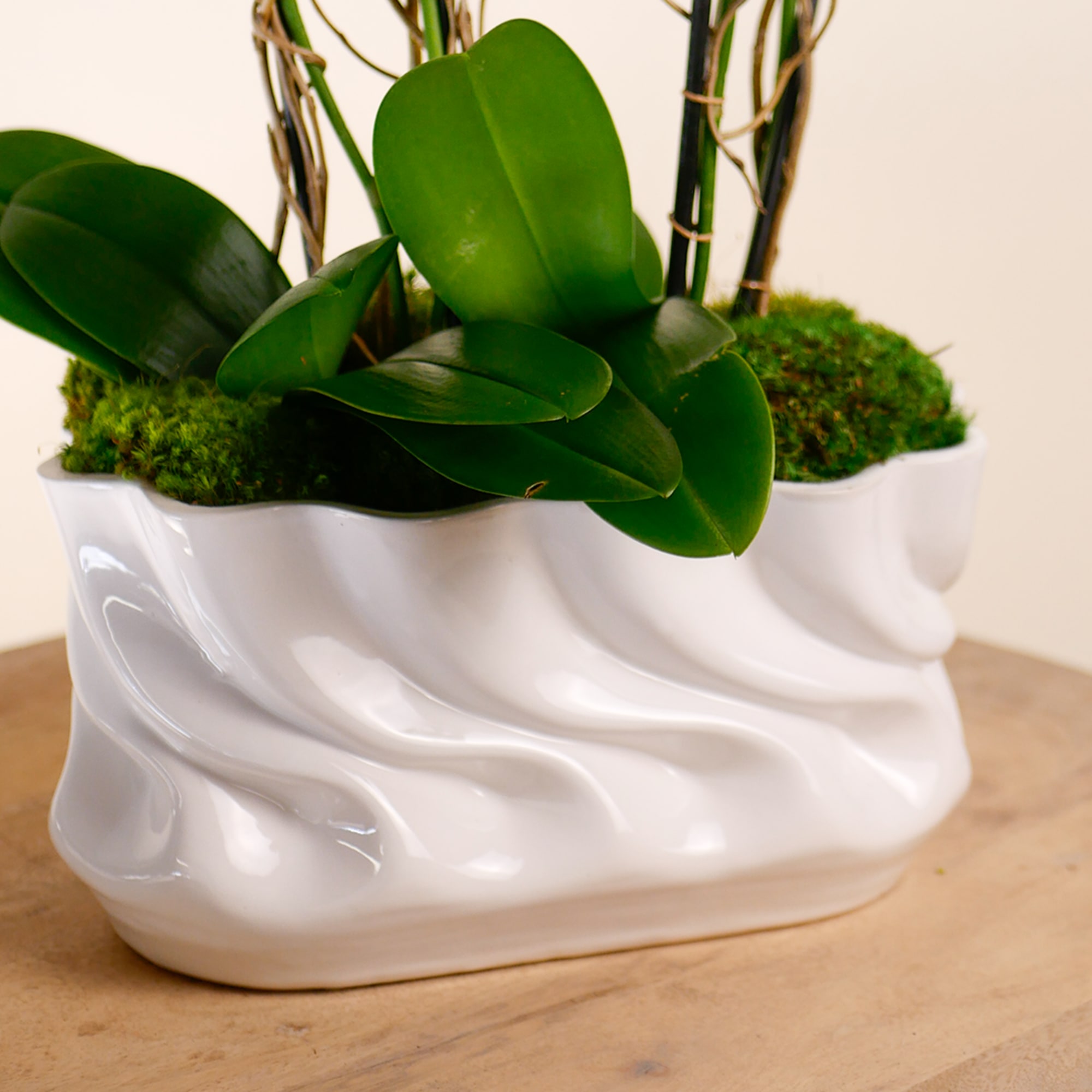 Potted orchid plant in a white ceramic container