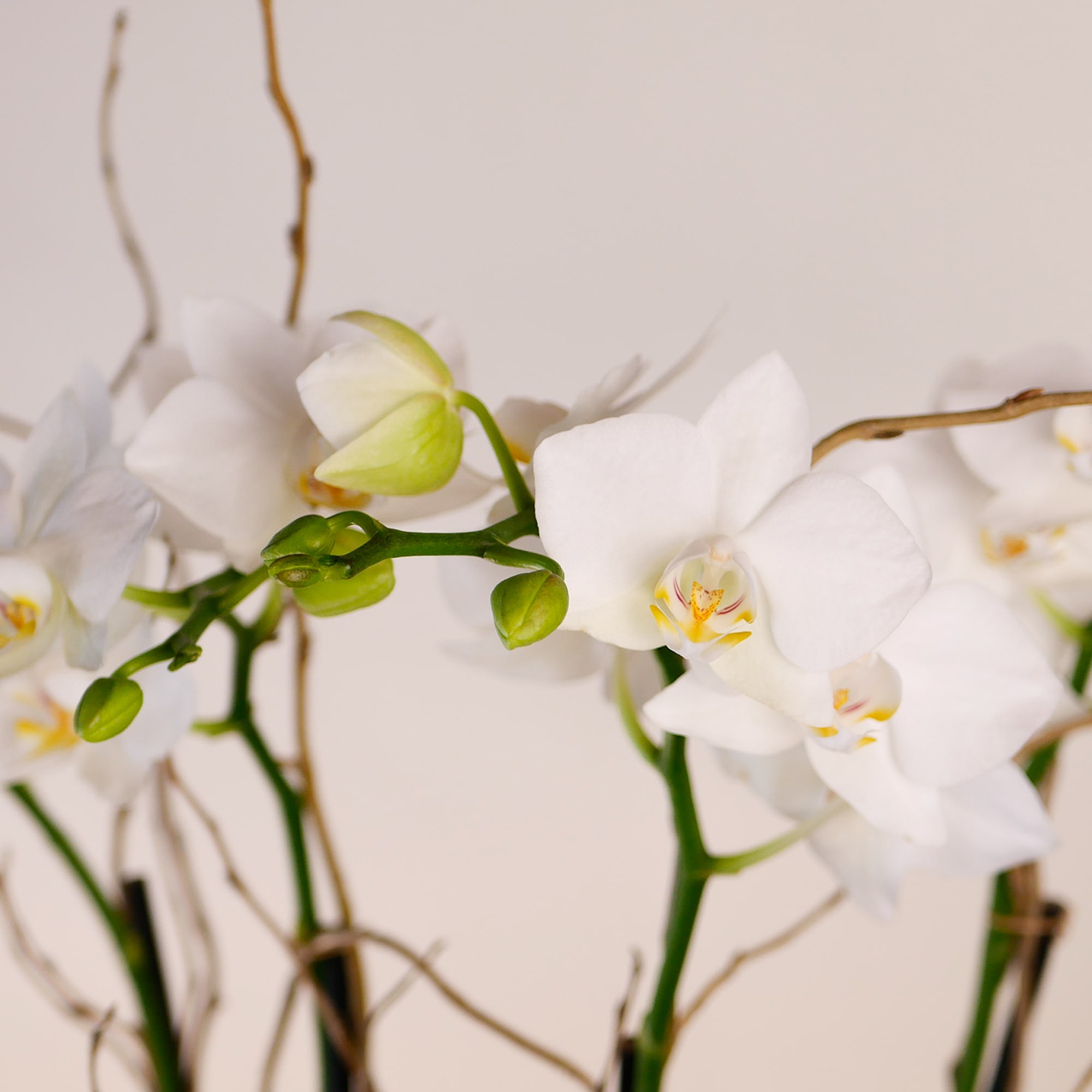 White orchid blooms with green buds on thin stems