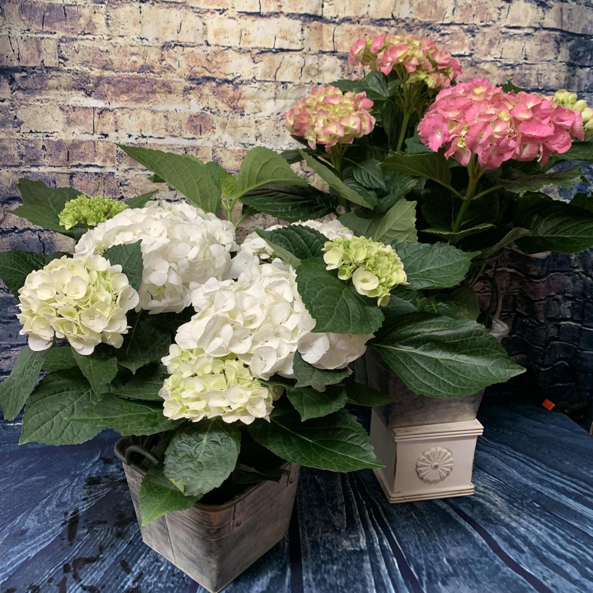 Potted hydrangea plants with white and pink blooms in square containers