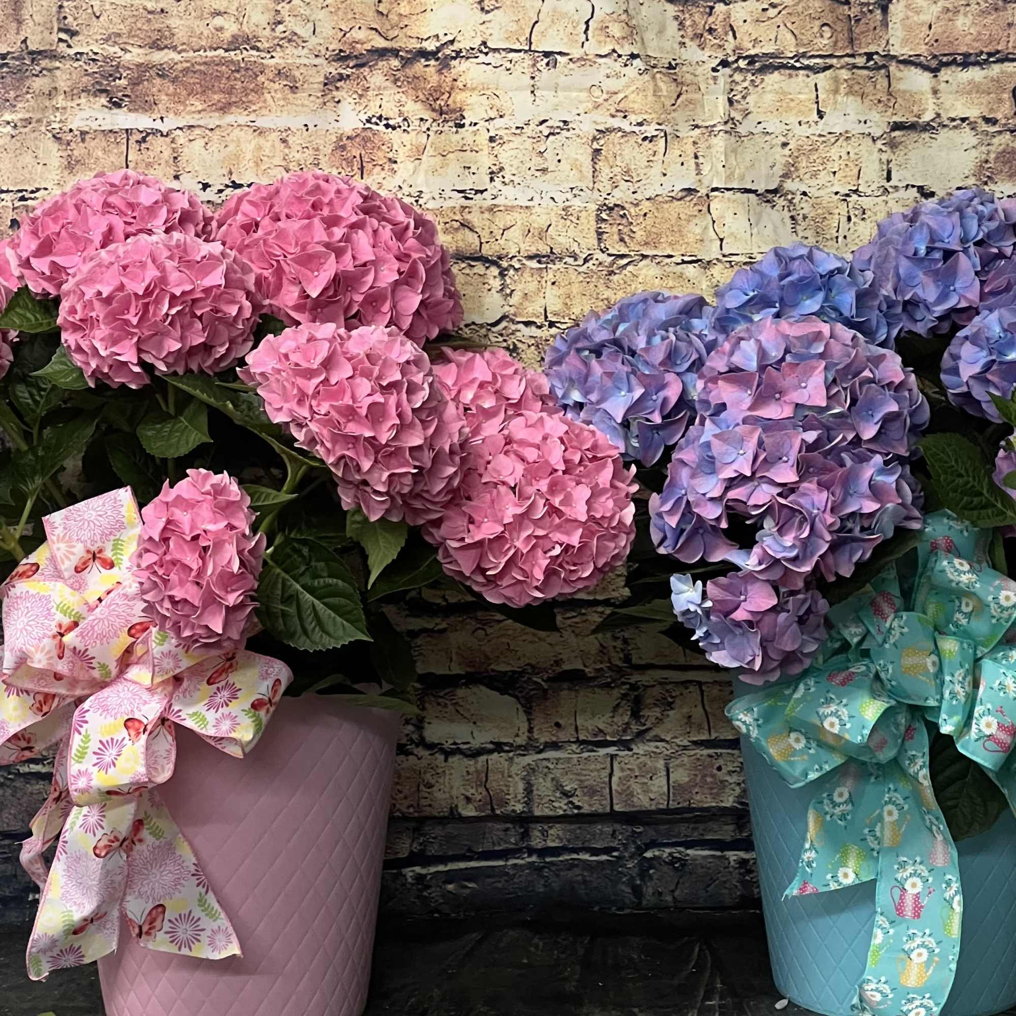 Two potted hydrangea arrangements with pink and purple blooms and decorative bows
