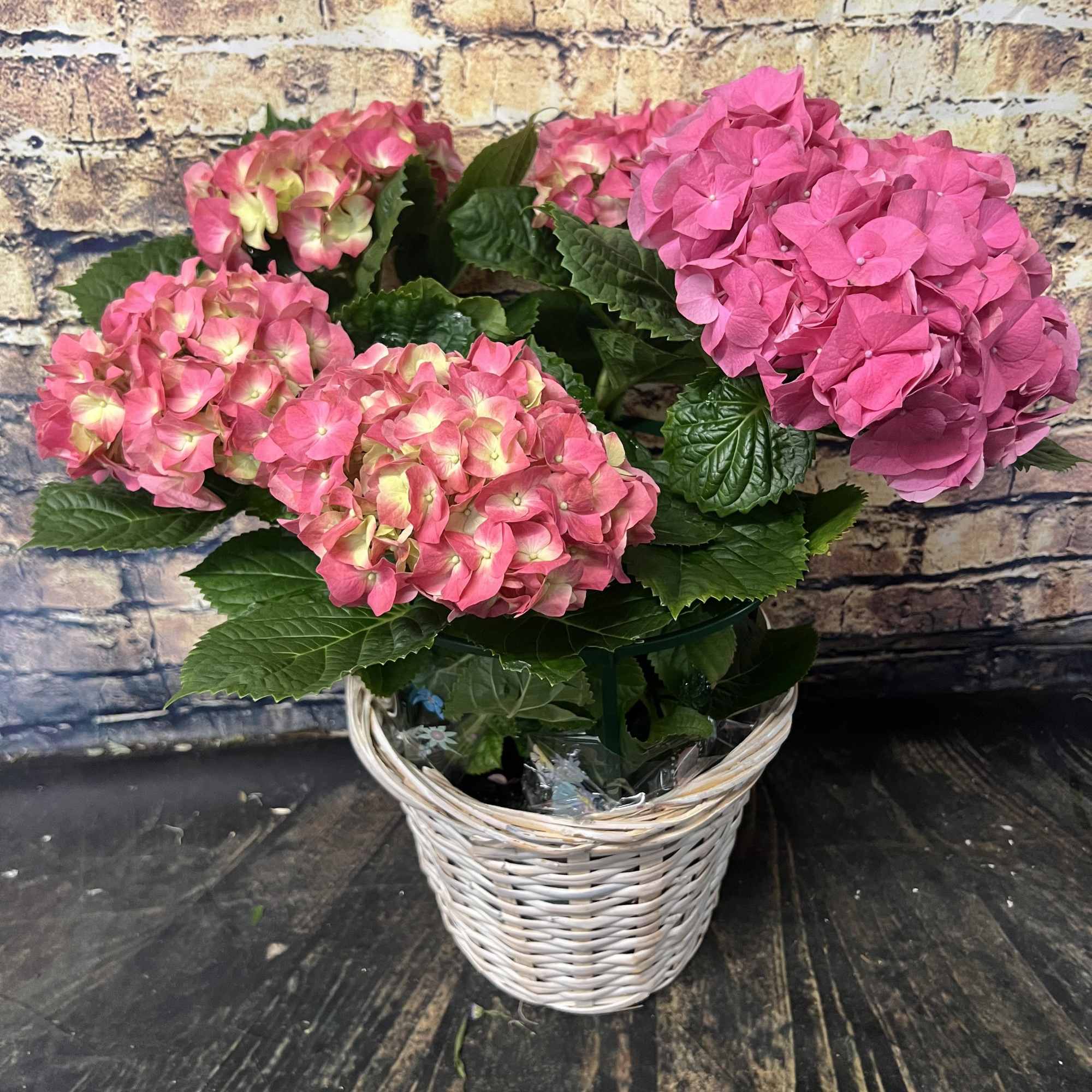 Pink hydrangea blooms in a white wicker basket