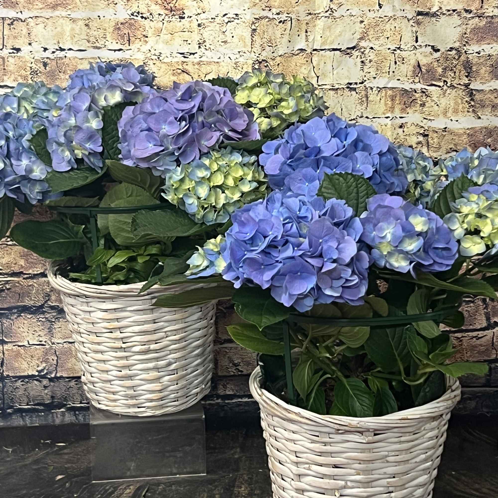 Blue and lavender hydrangea arrangements in white wicker baskets