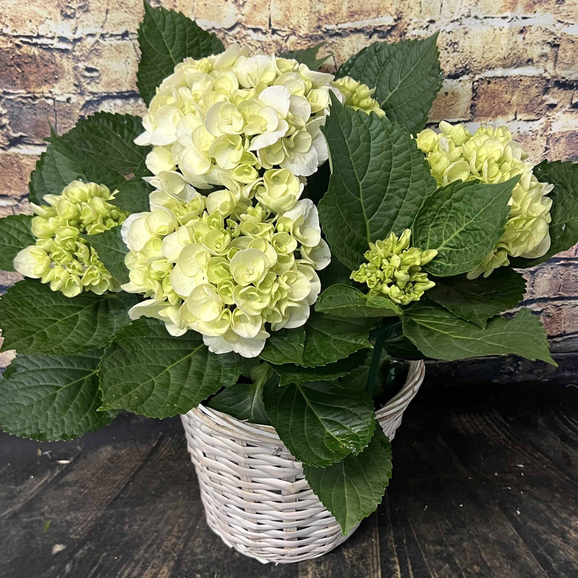 White hydrangea arrangement in a white wicker basket