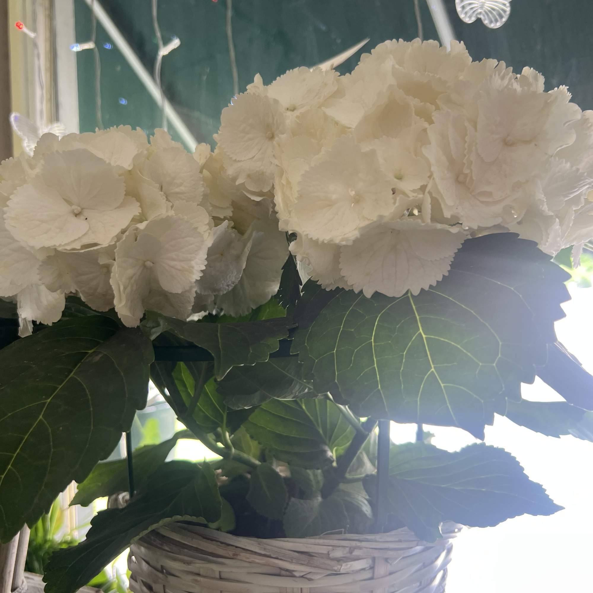White hydrangeas in a woven basket planter