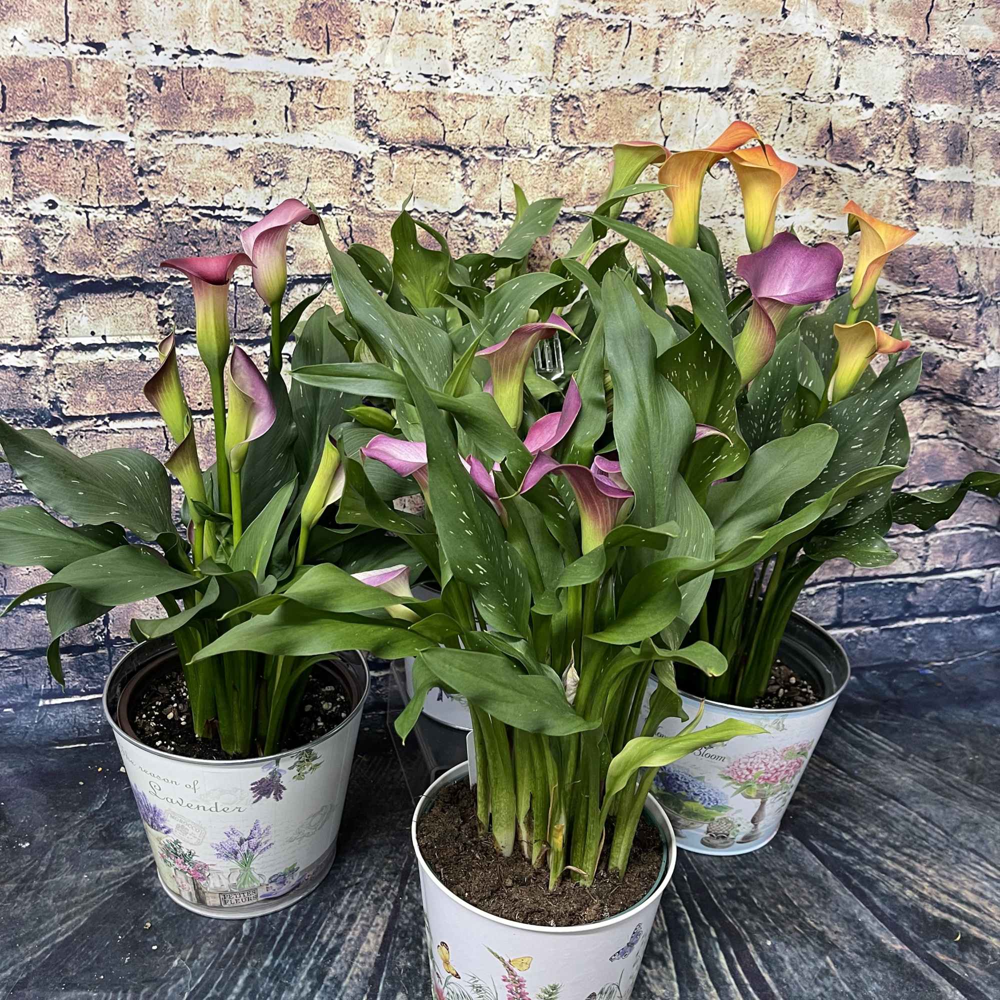 Three potted calla lily plants with purple and orange blooms