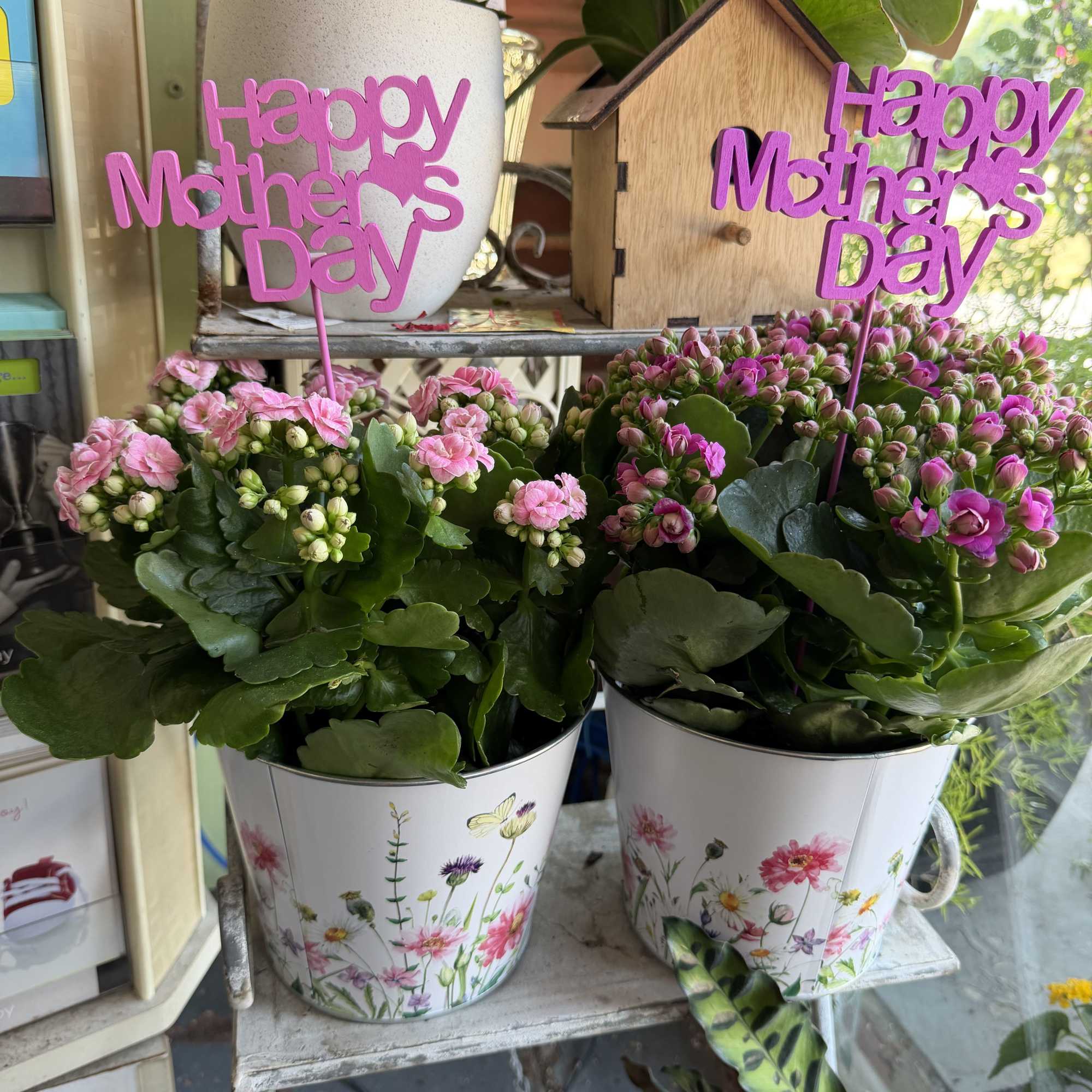 The beautiful Calla Lily pot can be enjoyed every year.  Plant