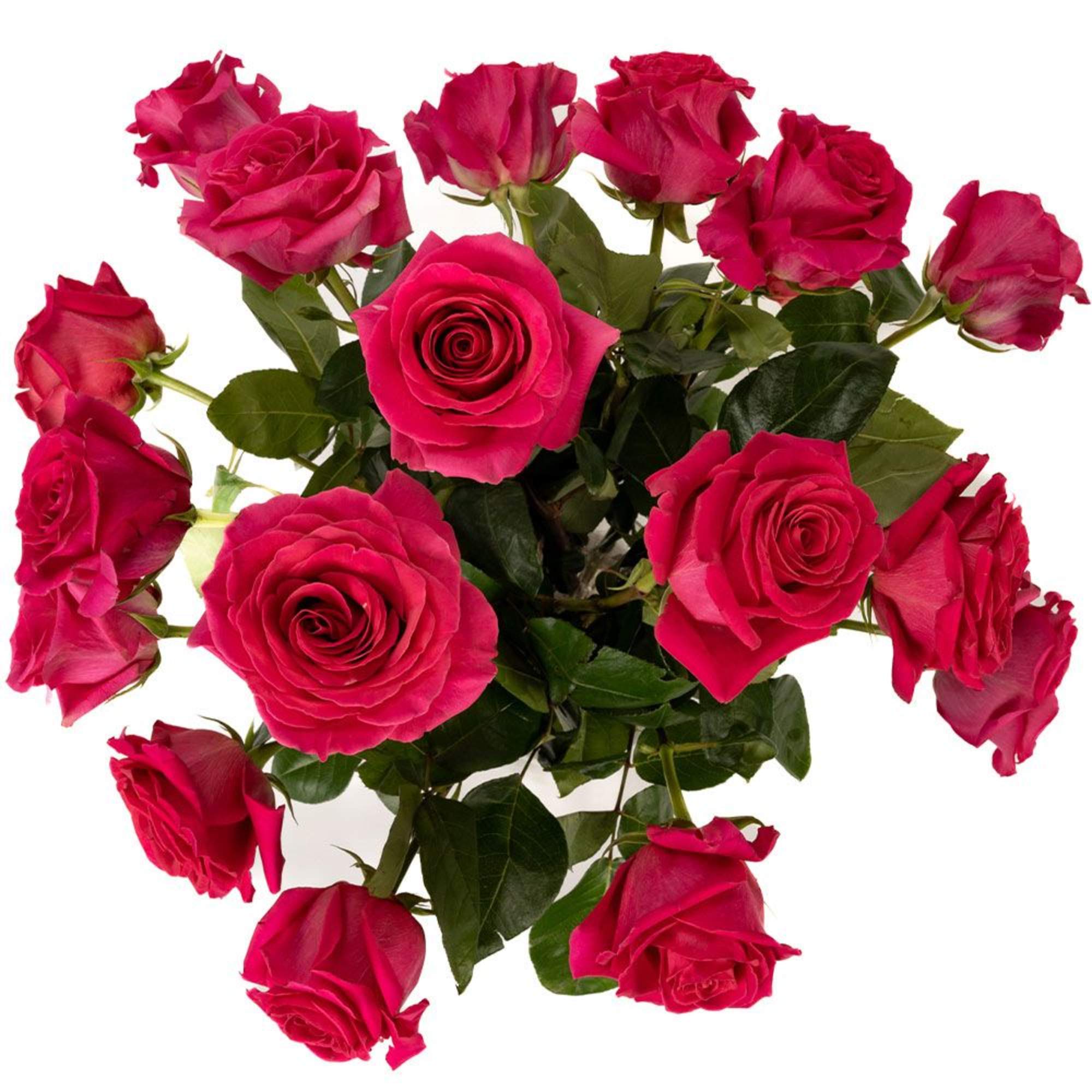 Bunch of hot pink roses with open blooms and buds against a white background