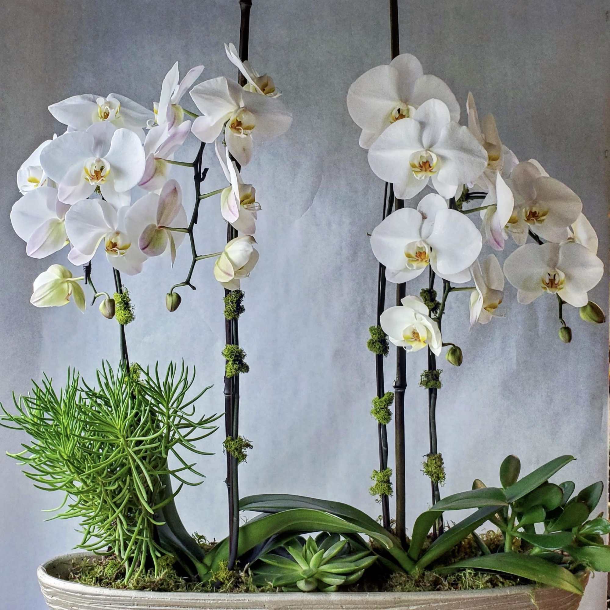 White orchids in a rectangular planter with succulents