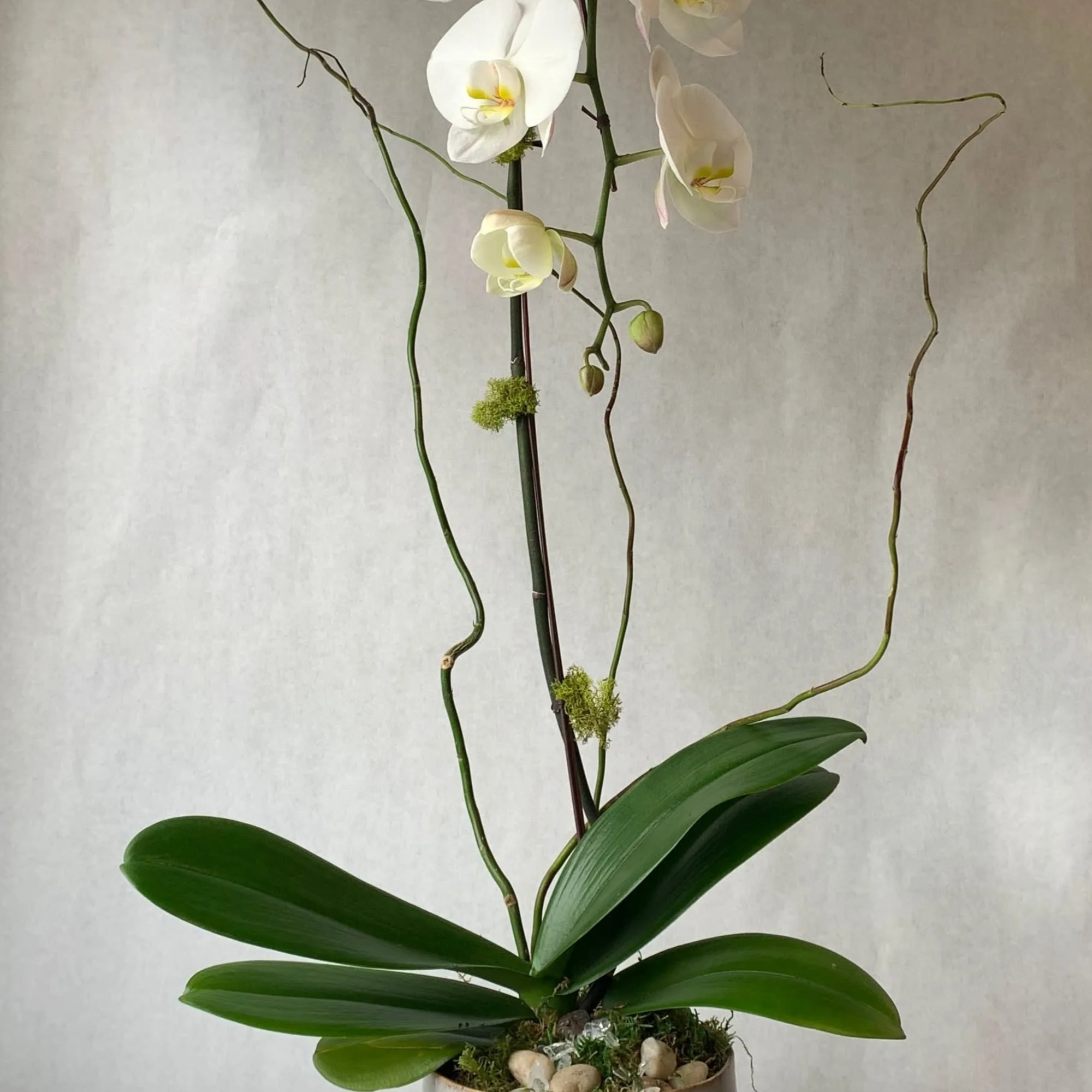 White orchid plant in a ceramic pot with broad green leaves
