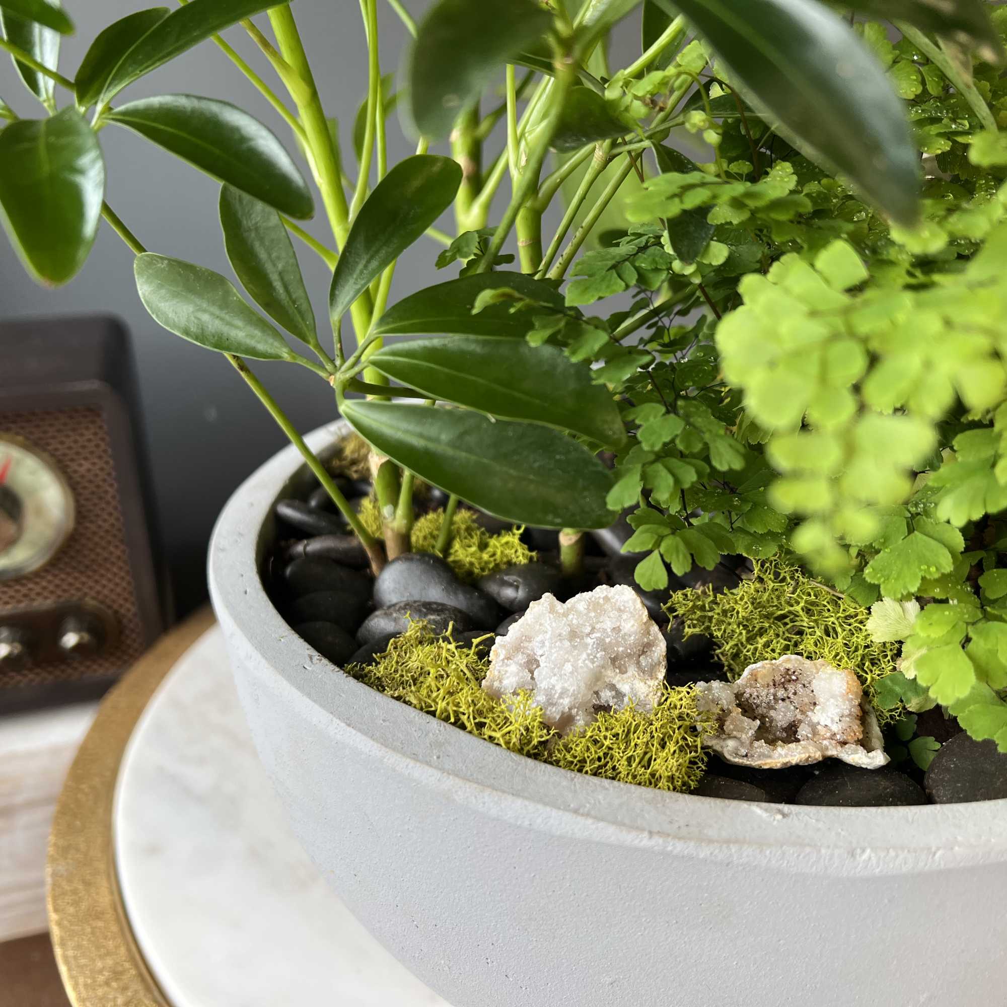 Dish garden of leafy green plants with moss, black stones, and crystals in a round light-colored bowl planter