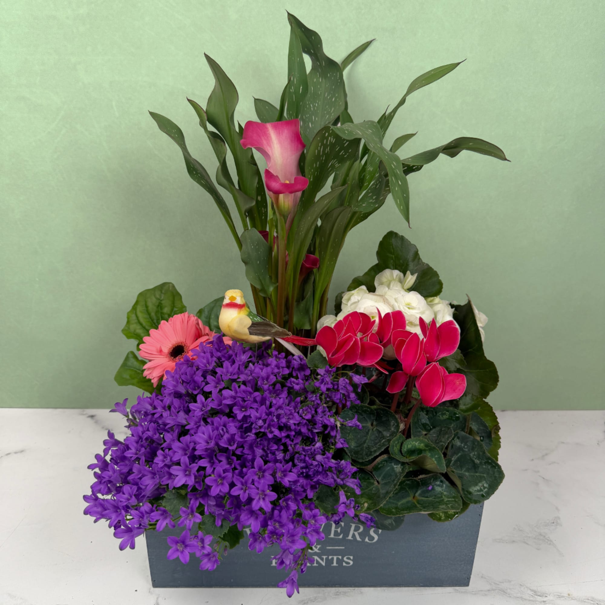 Songbird Serenade is a cheerful mixed-plant arrangement built to brighten a room