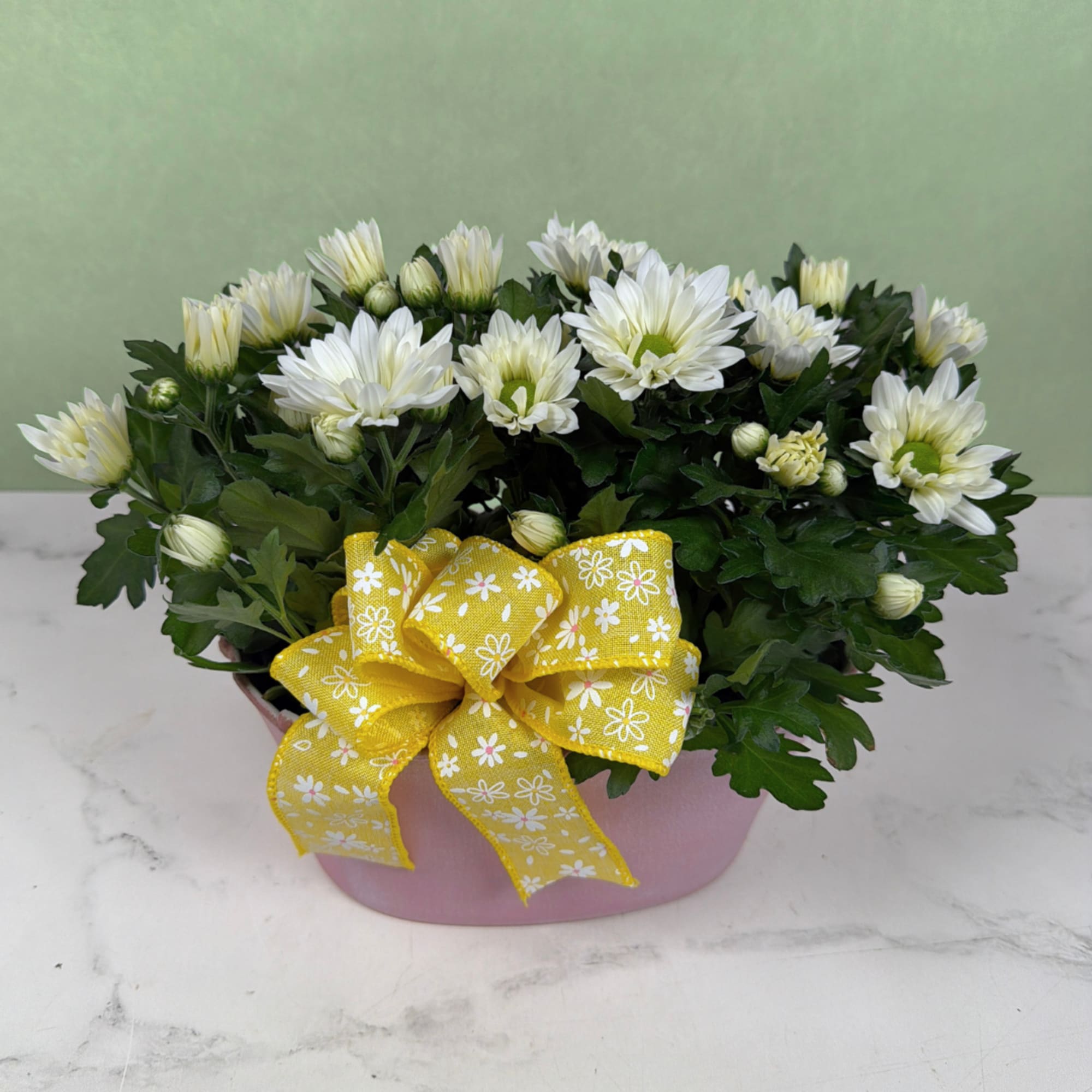 Take home your own Daisy Daydream - a cheerful daisy planter perfect