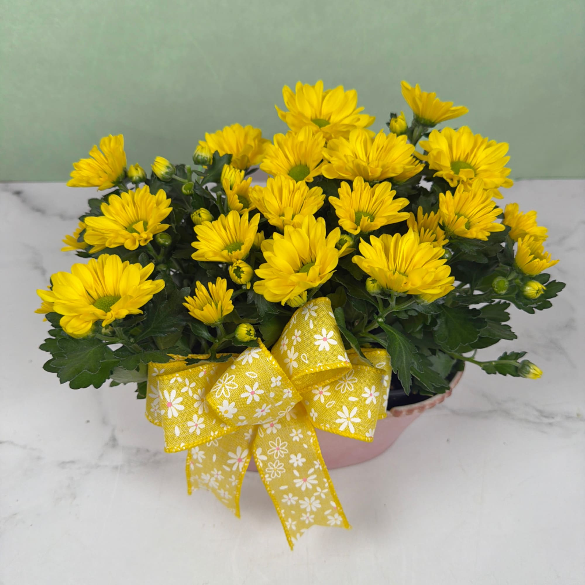 Take home your own Daisy Daydream - a cheerful daisy planter perfect