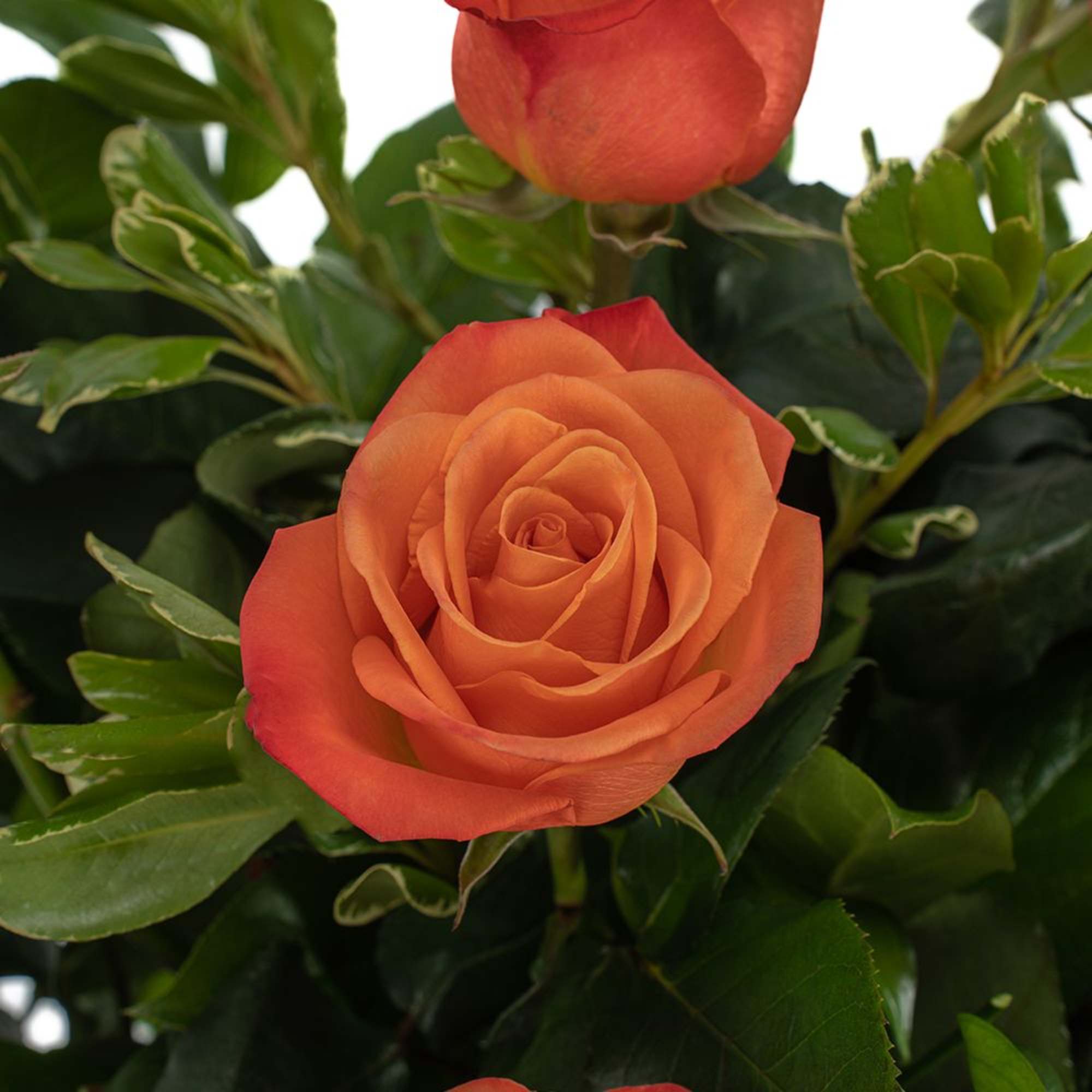 Close-up of an orange rose bloom with a rosebud against dark foliage