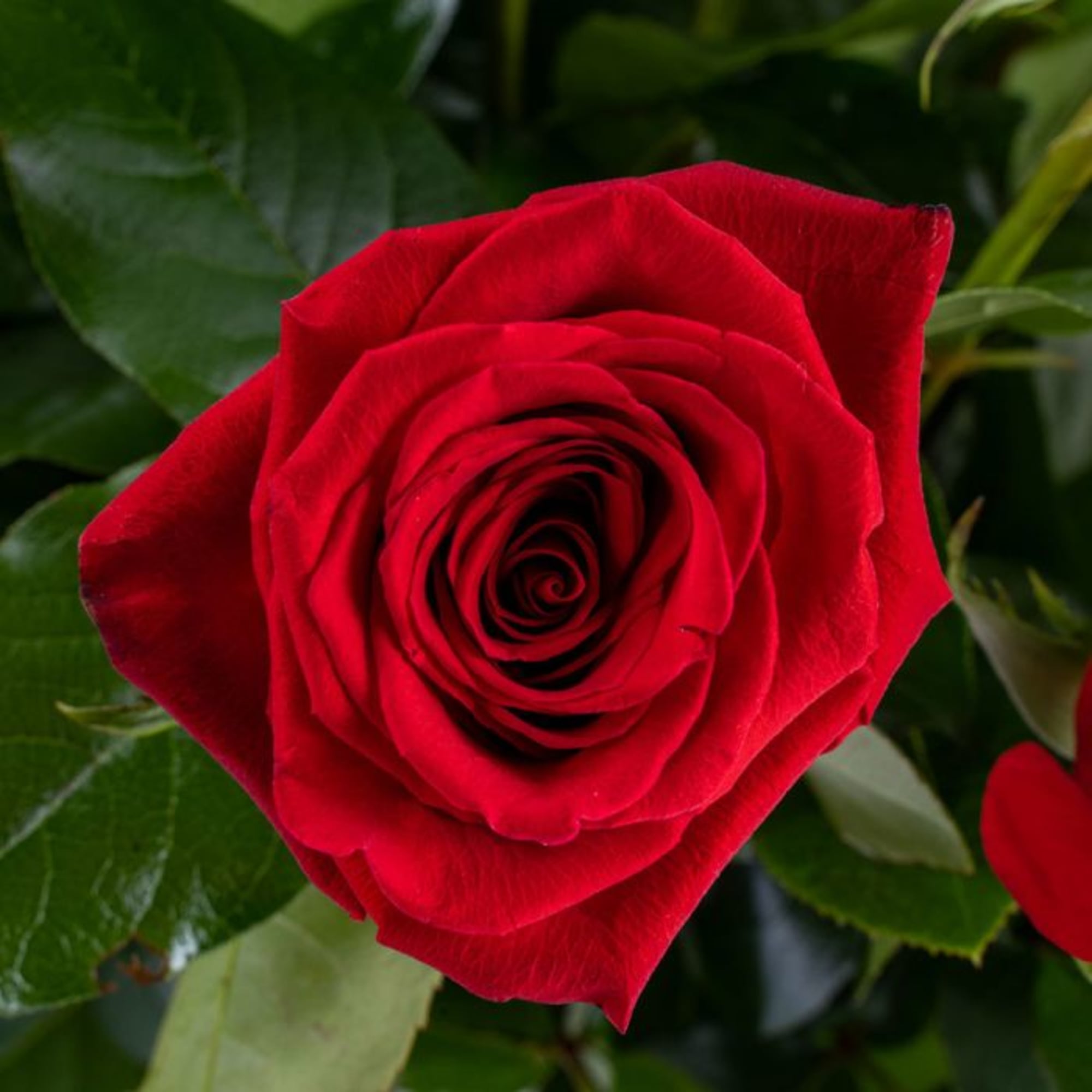Close-up of a single red rose bloom in full open form