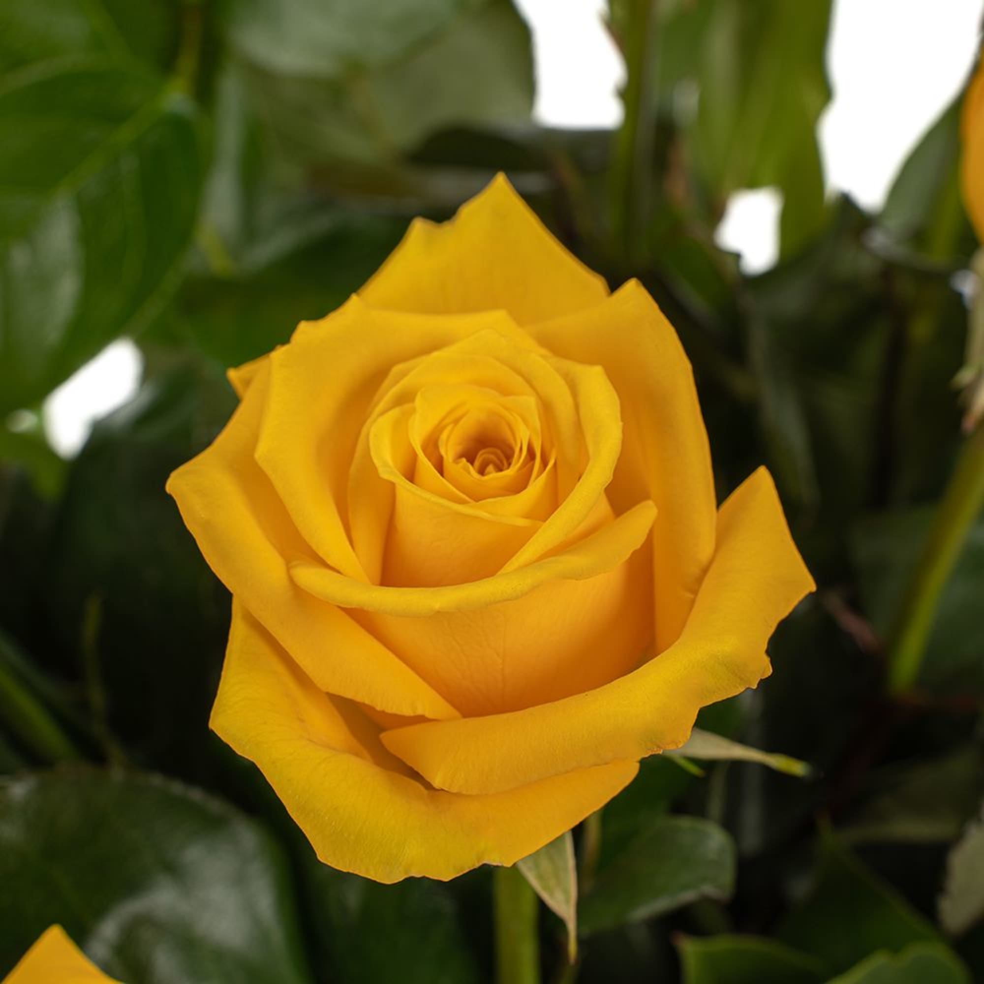 Close-up of a single yellow rose bloom