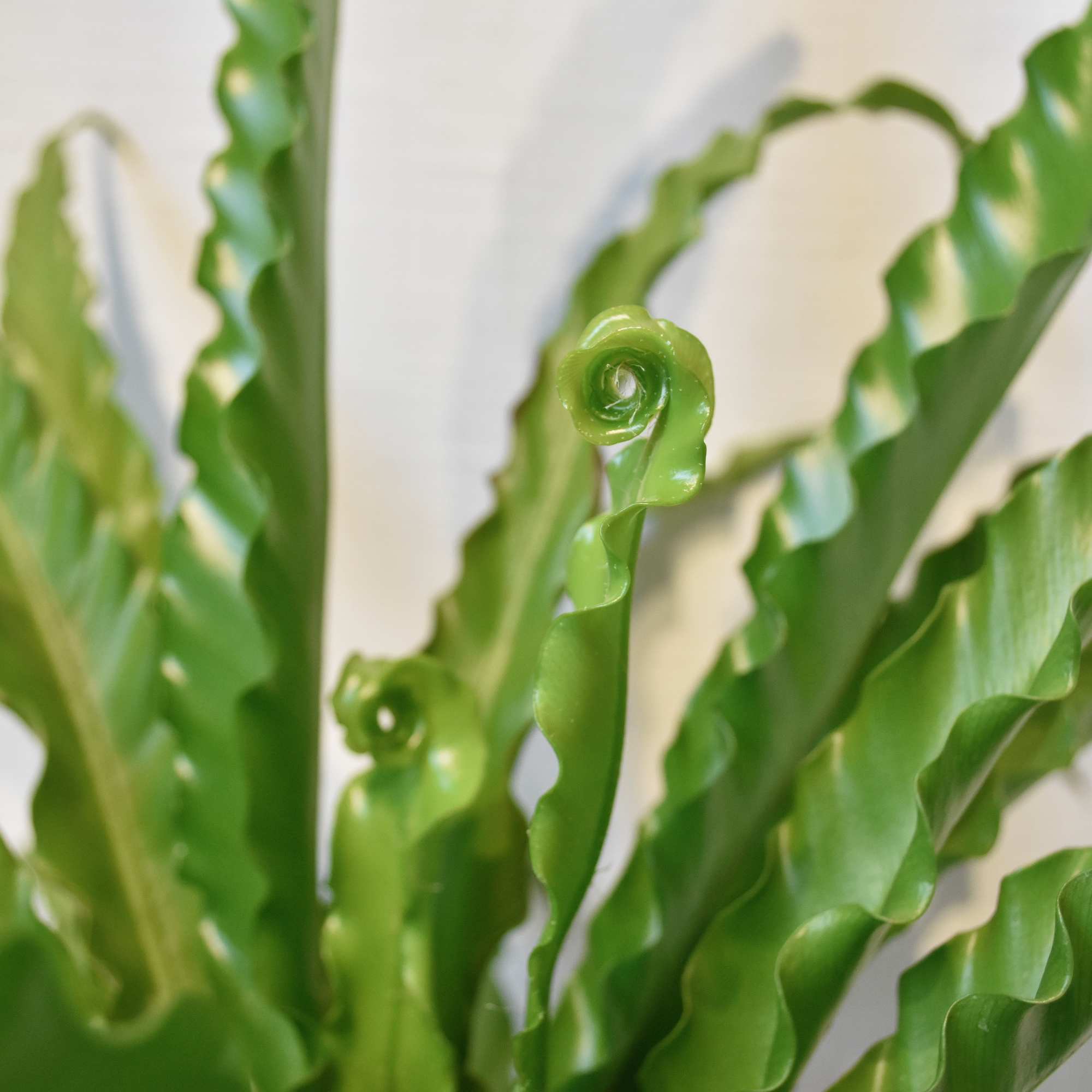 Birds Nest Ferns are low light loving plants. A true jungle plant
