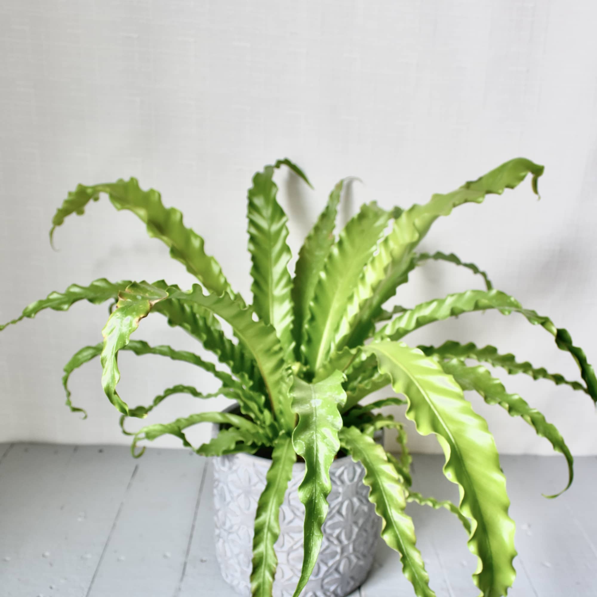 Birds Nest Ferns are low light loving plants. A true jungle plant