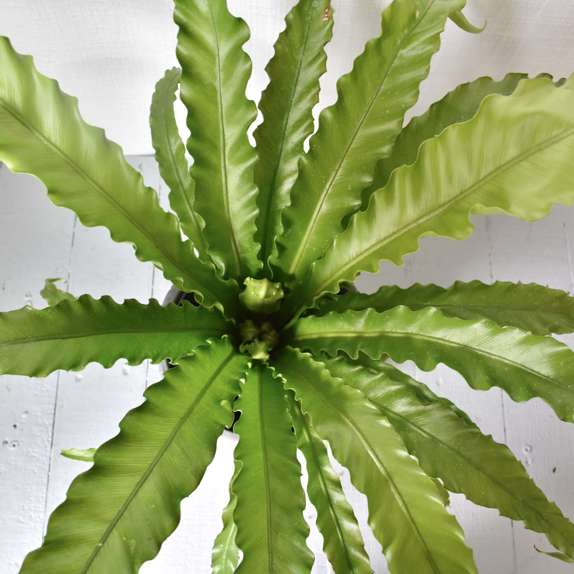 Birds Nest Ferns are low light loving plants. A true jungle plant