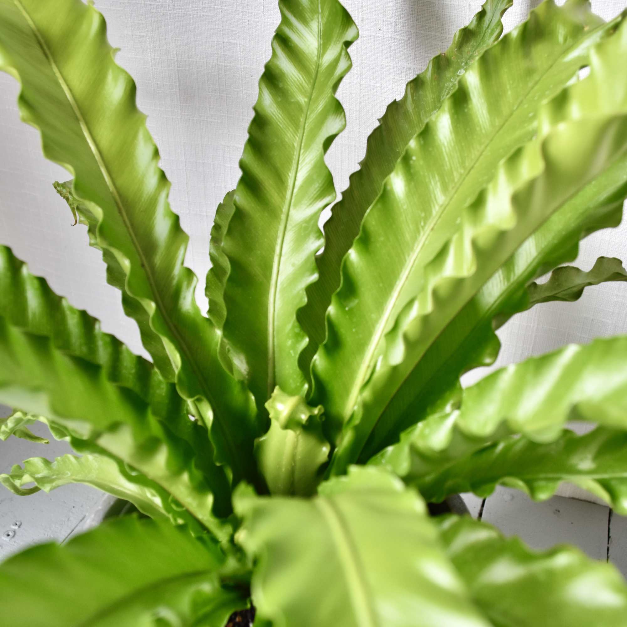 Birds Nest Ferns are low light loving plants. A true jungle plant