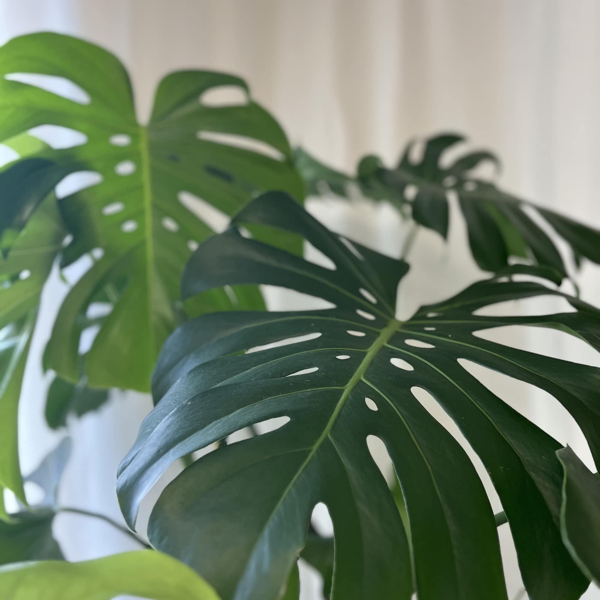 This monstera deliciosa is a big healthy plant, ready for its new