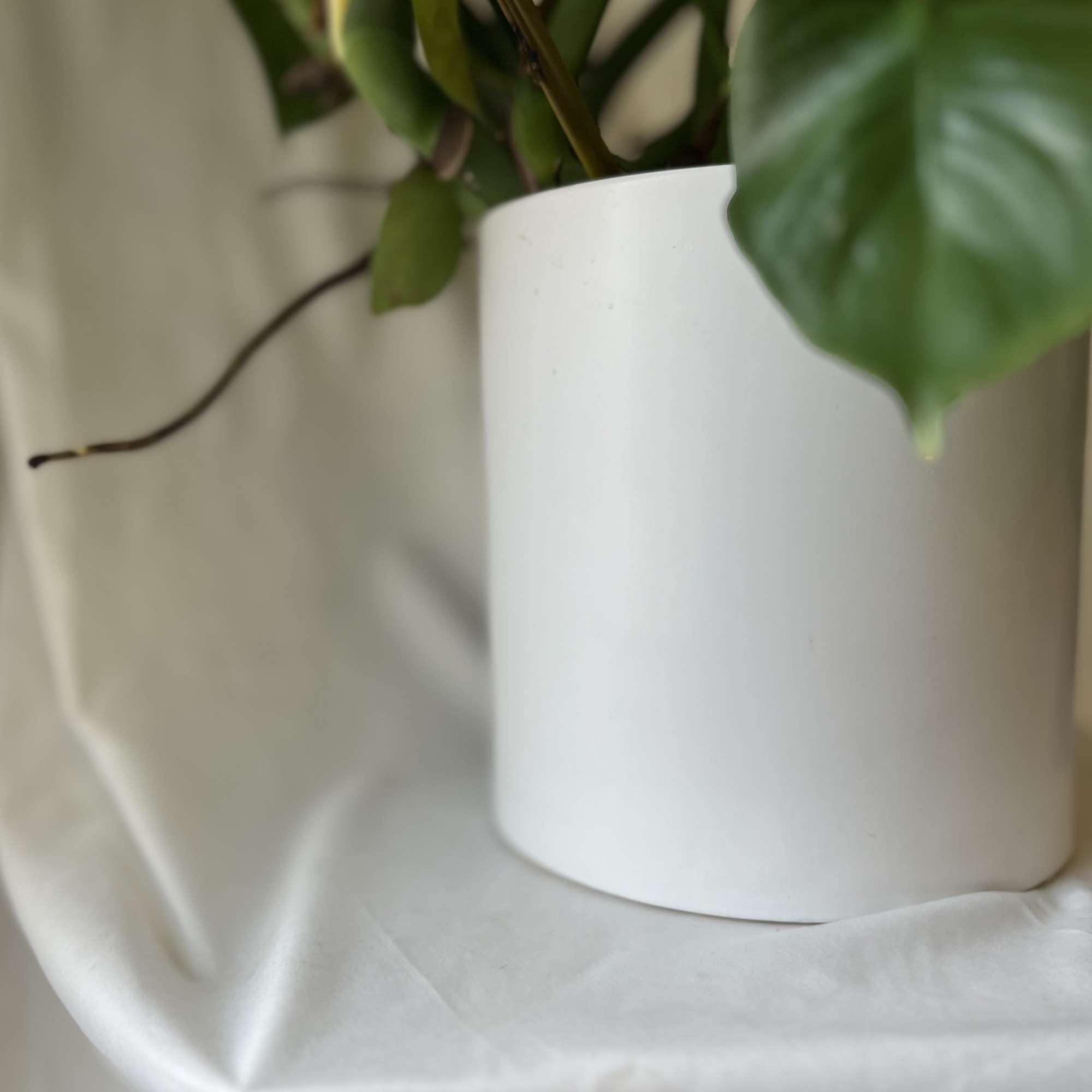 This monstera deliciosa is a big healthy plant, ready for its new
