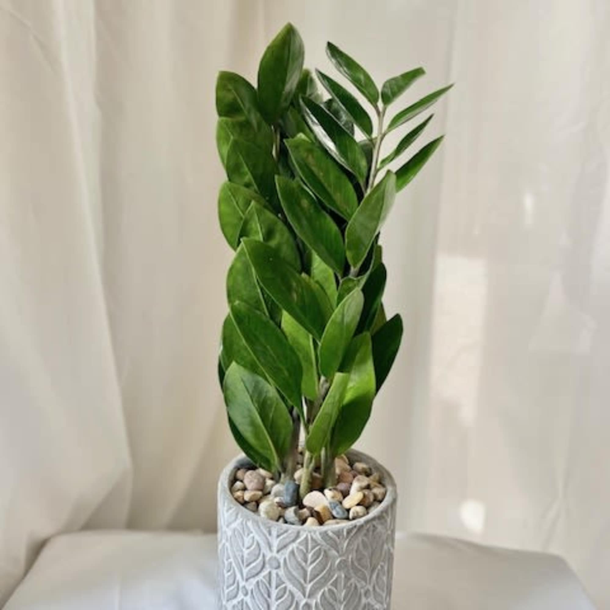 Potted green plant in a textured gray ceramic pot with pebbles
