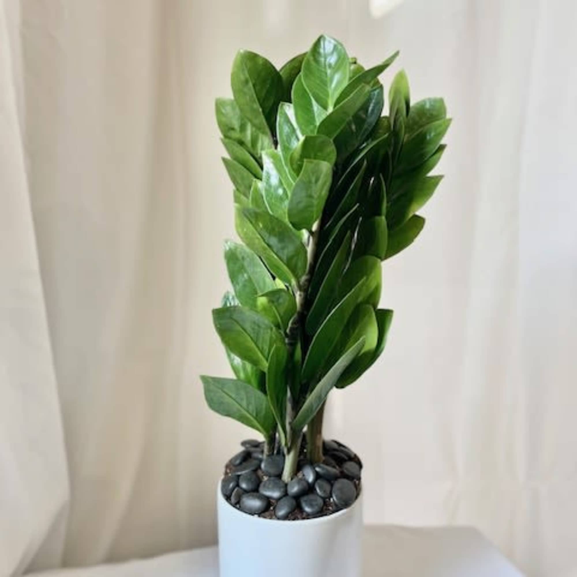 Potted green plant in a white ceramic container
