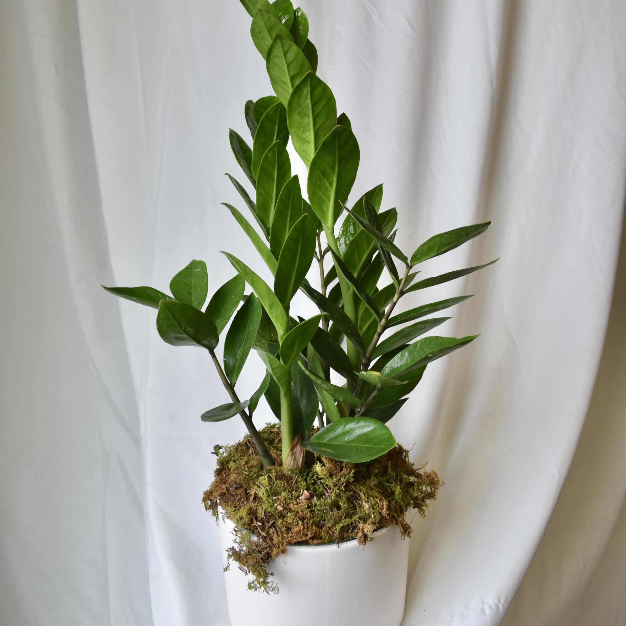 Potted green plant with glossy upright leaves in a white container