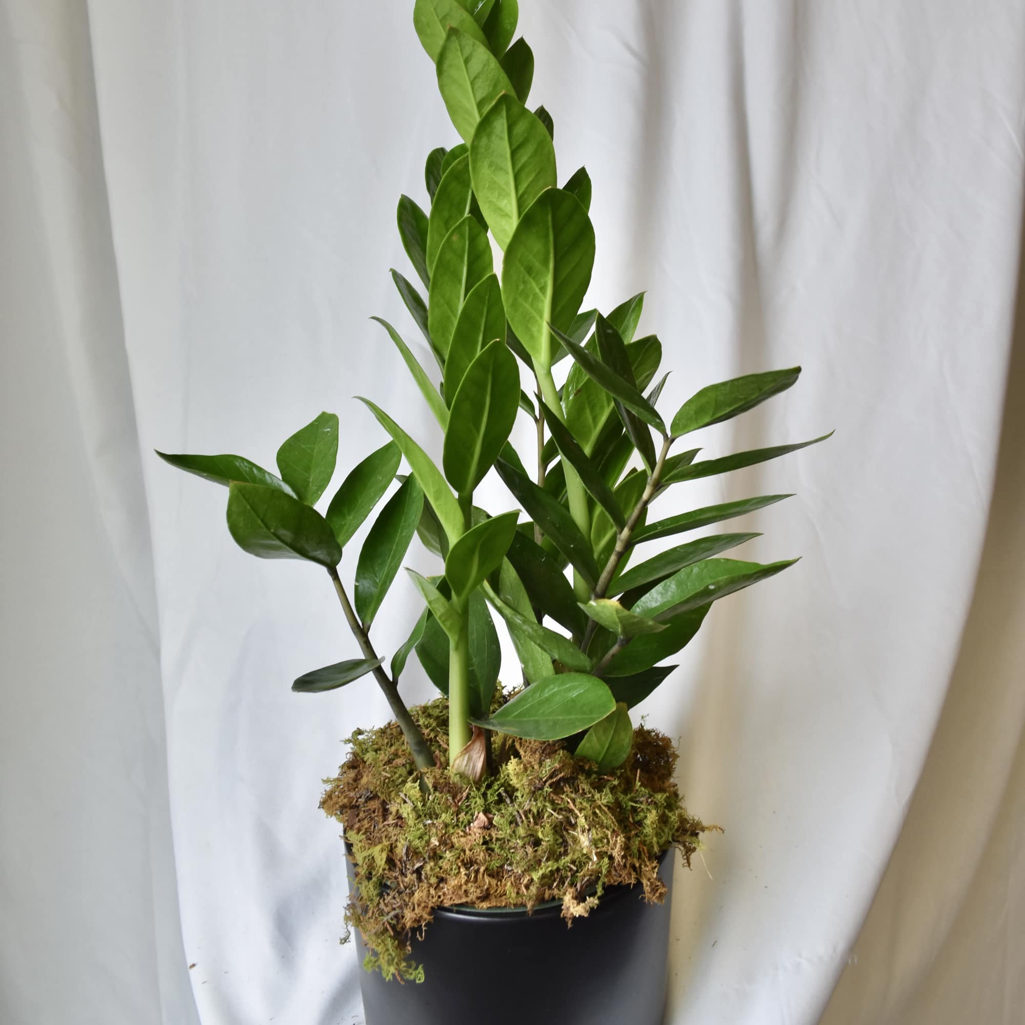 Potted green plant in a black container with moss on top
