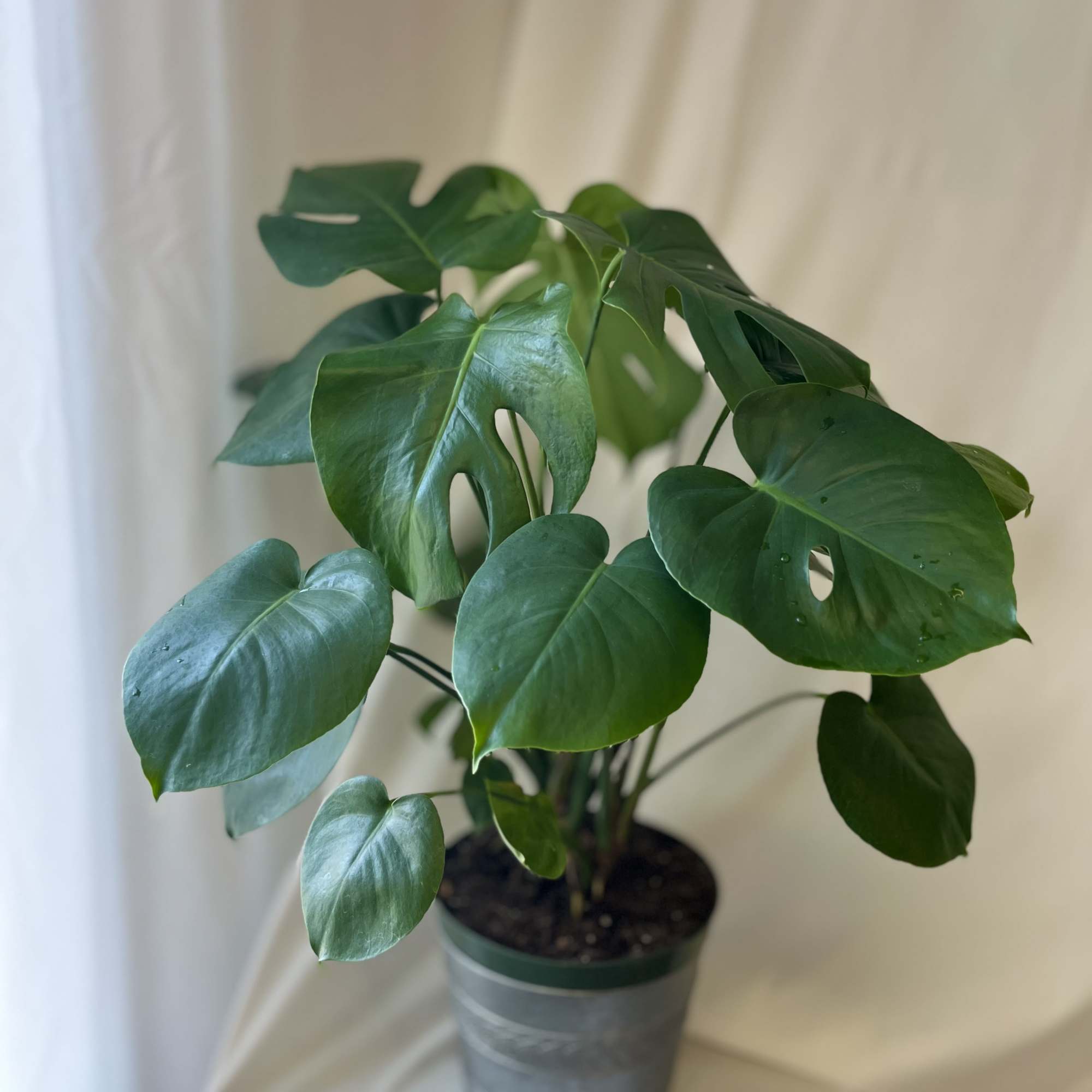 The perfect addition to your home, a Monstera. This Mini Monstera is