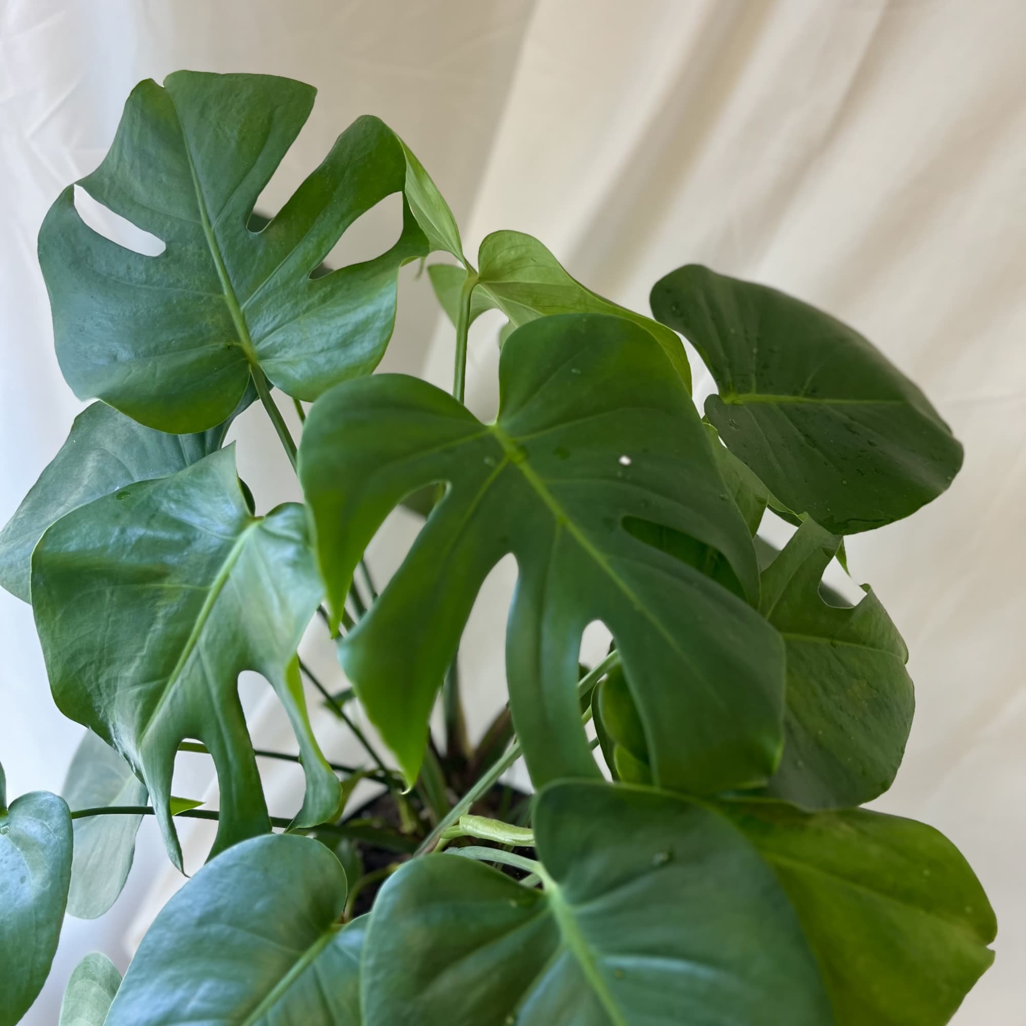 The perfect addition to your home, a Monstera. This Mini Monstera is