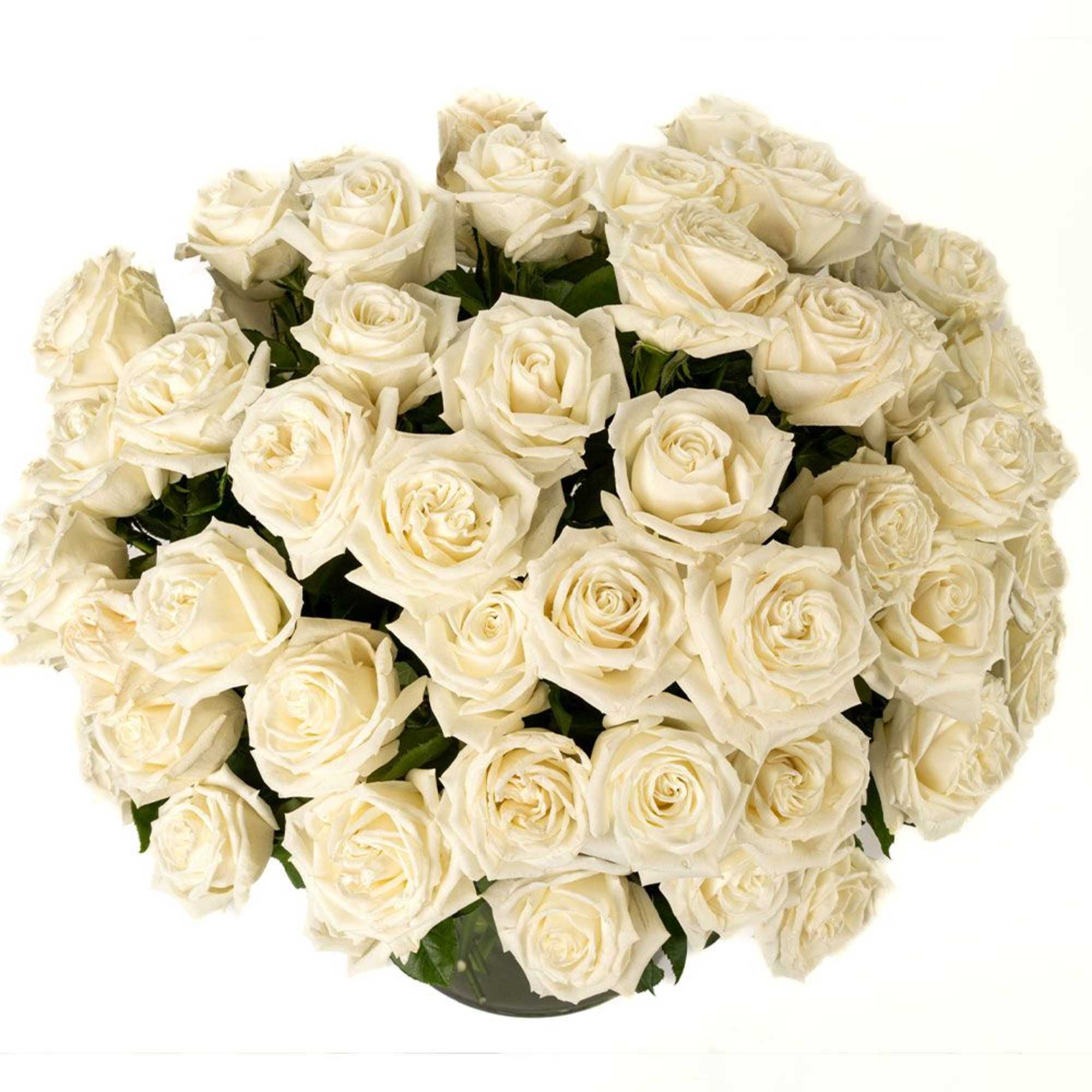 Large dome of cream-colored roses arranged closely together in a round vase