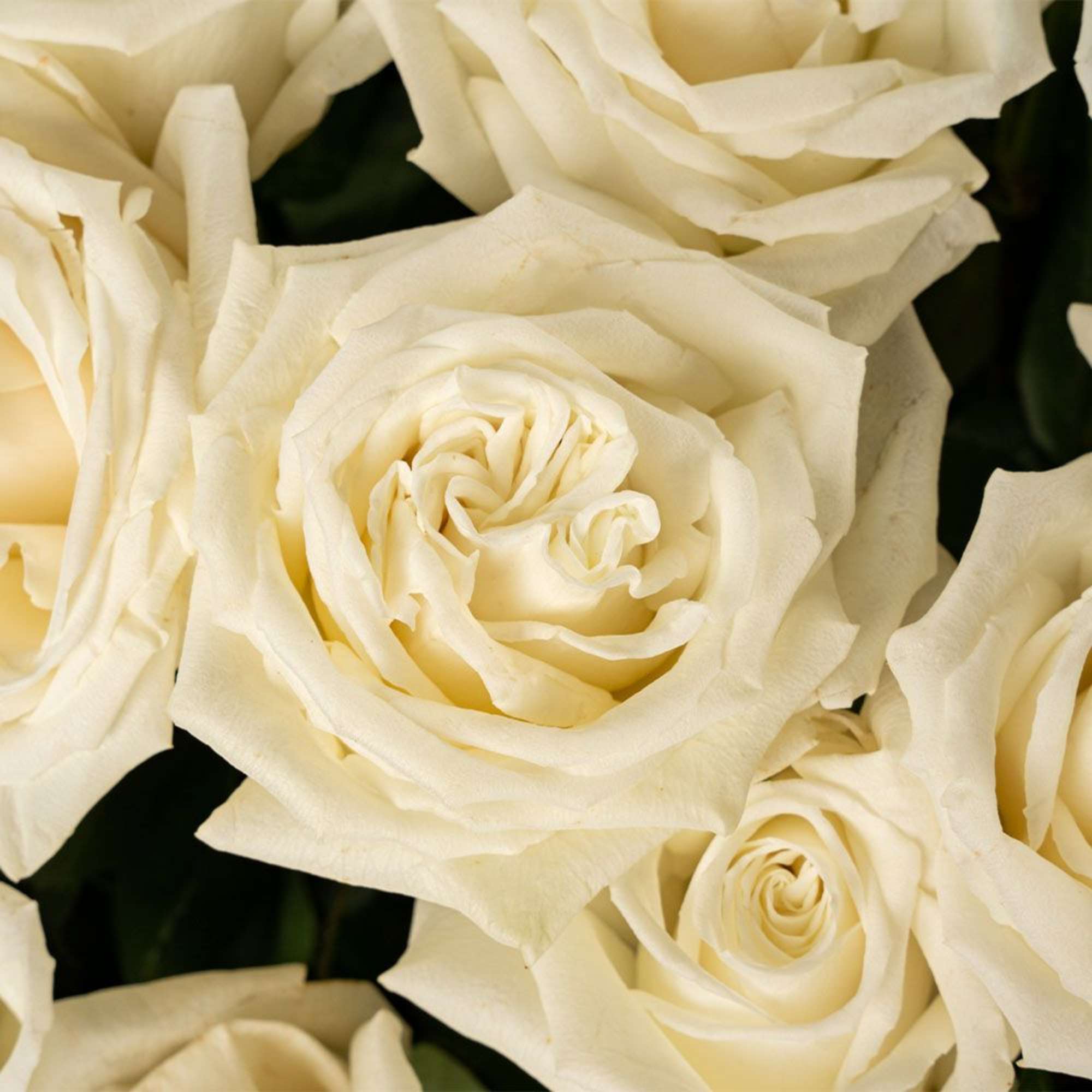 Close-up of several ivory roses in full bloom