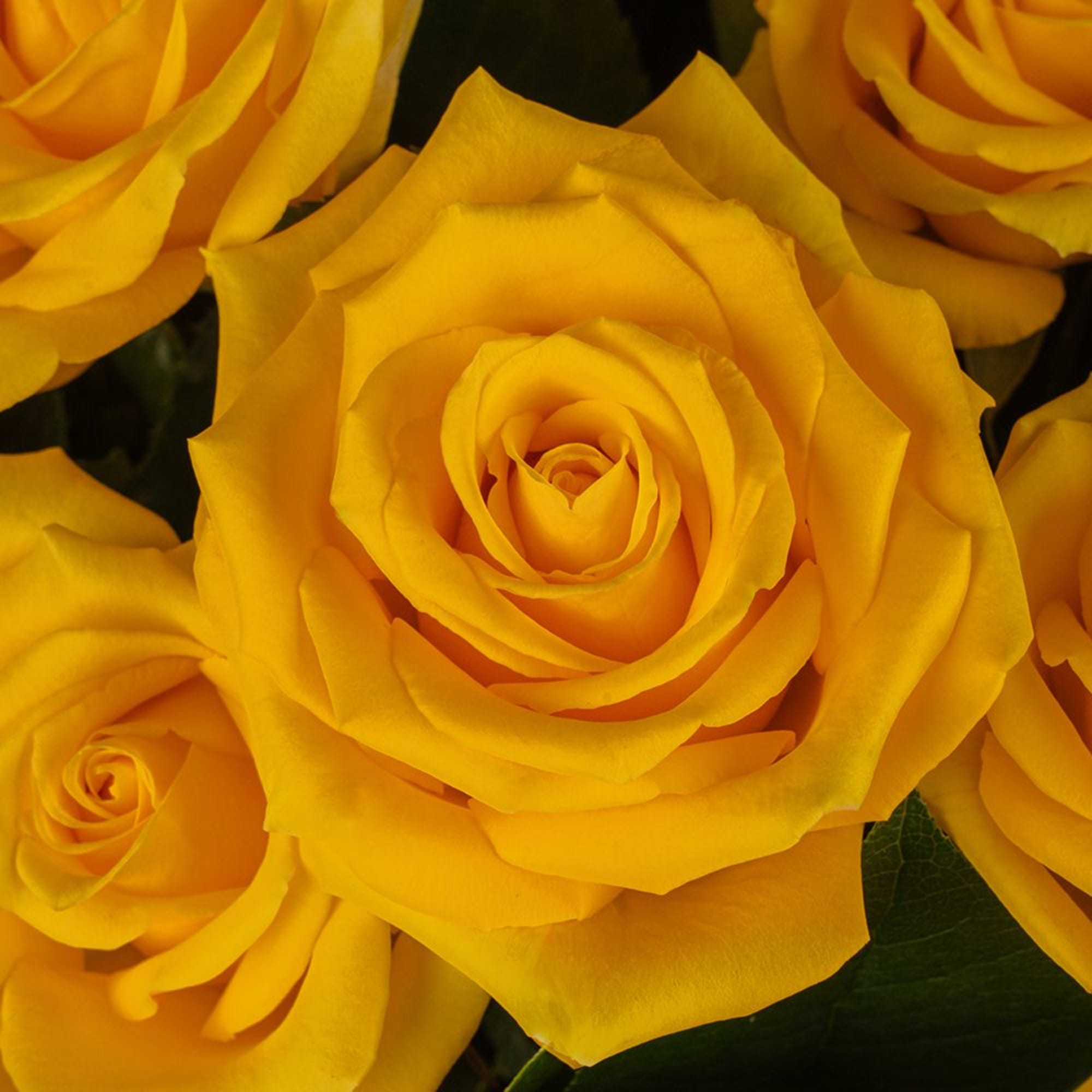Close-up of several fully open bright yellow roses