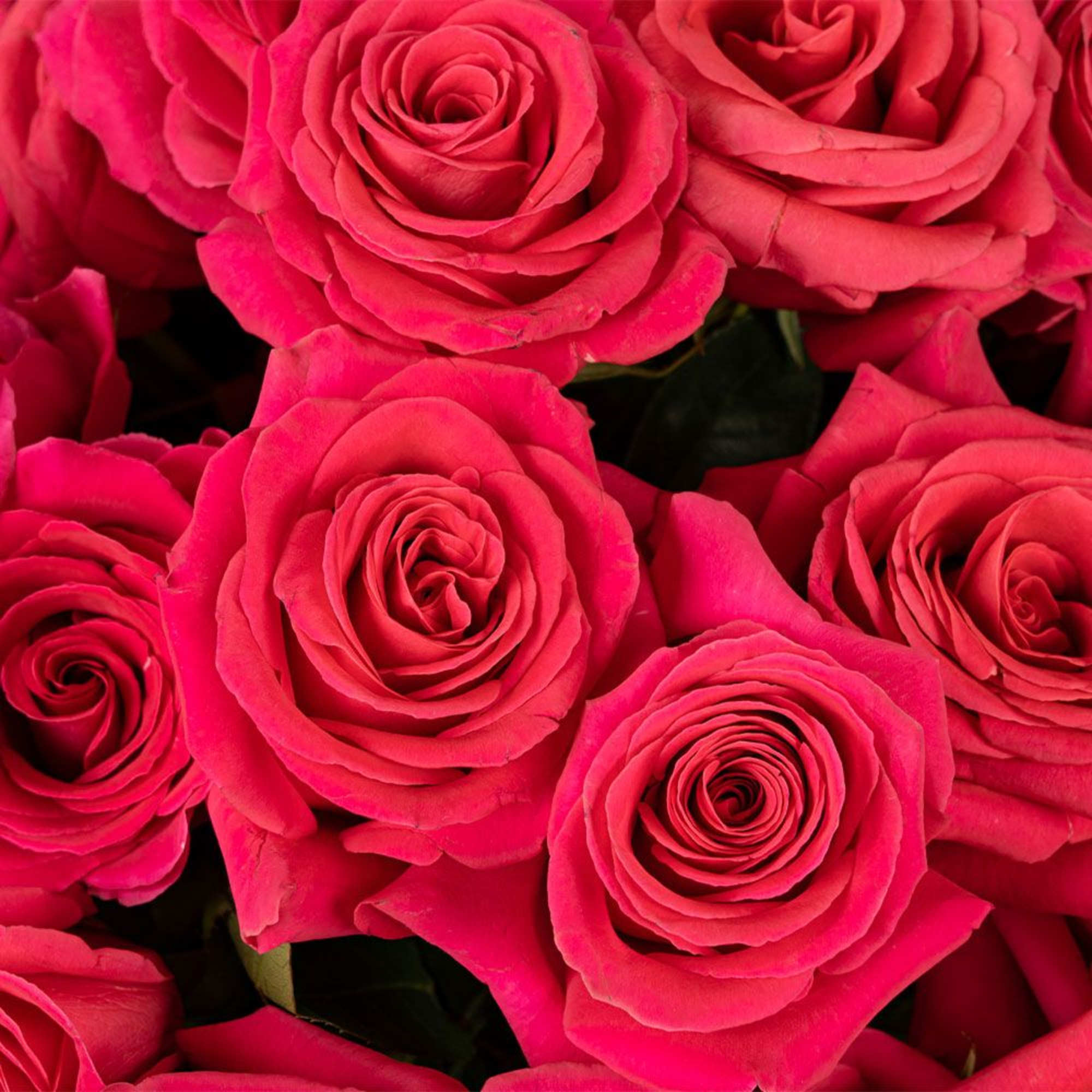 Close-up of multiple hot pink roses clustered tightly together