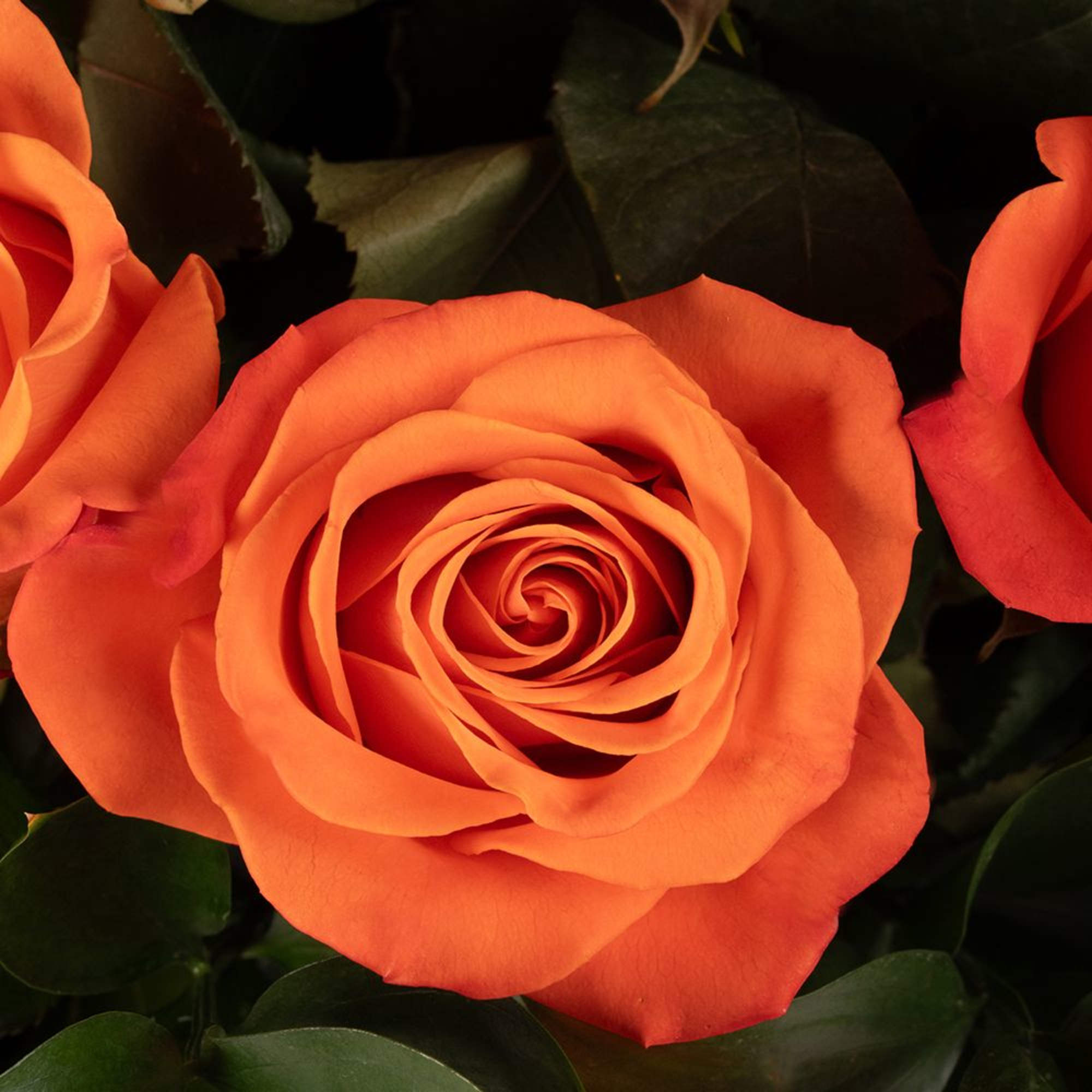 Close-up of vibrant orange roses with layered petals