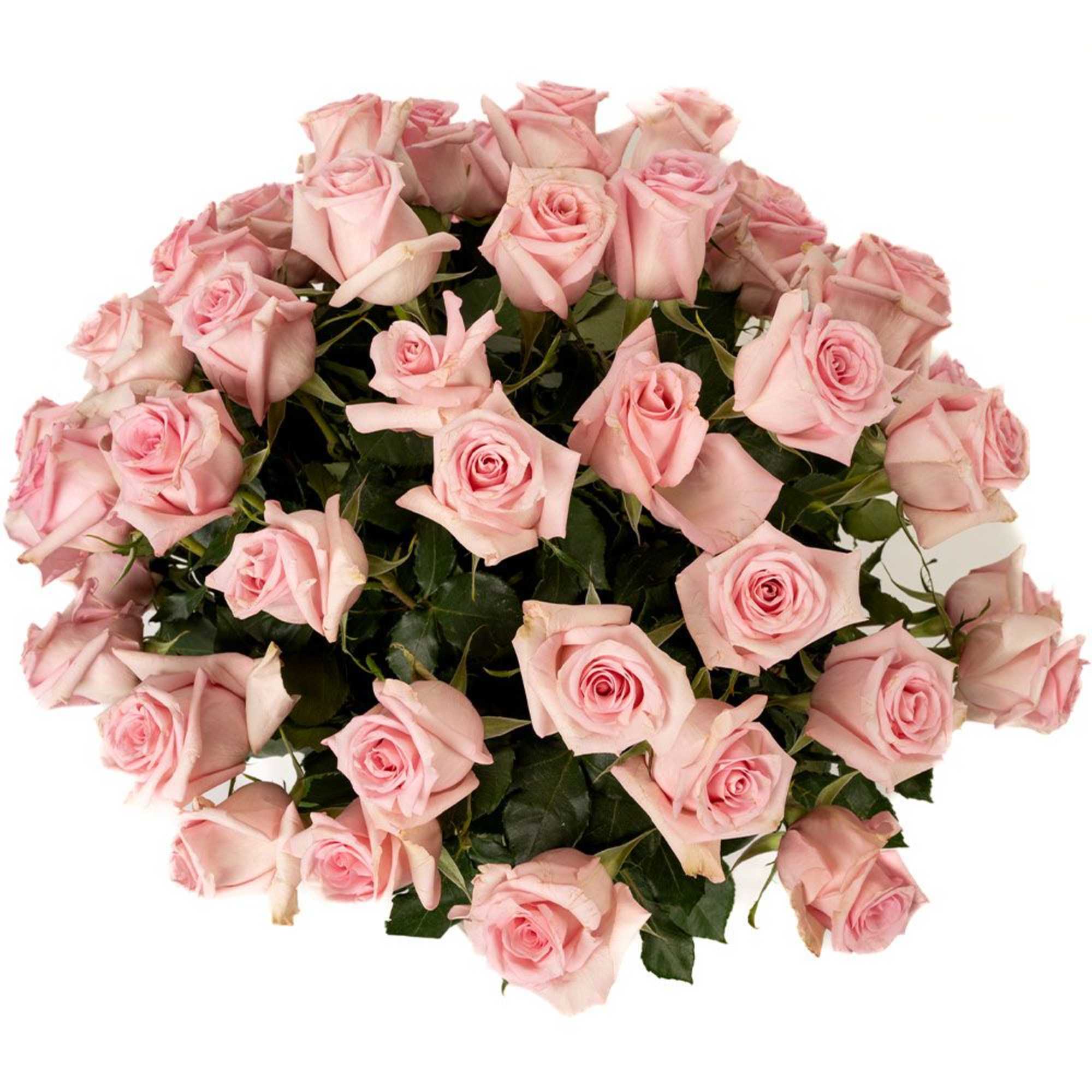 Large bouquet of light pink roses tightly clustered together