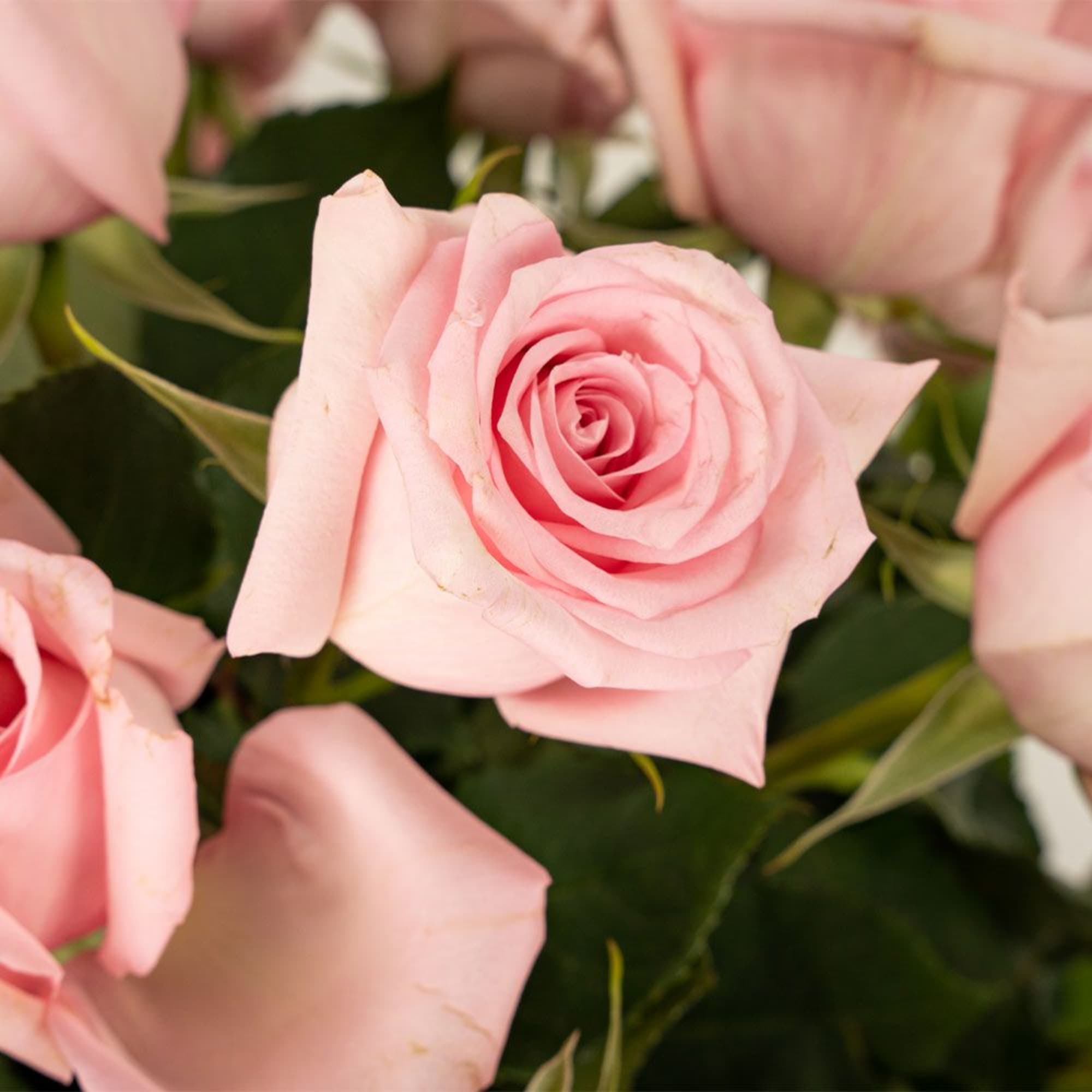 Close-up of several soft pink roses in bloom
