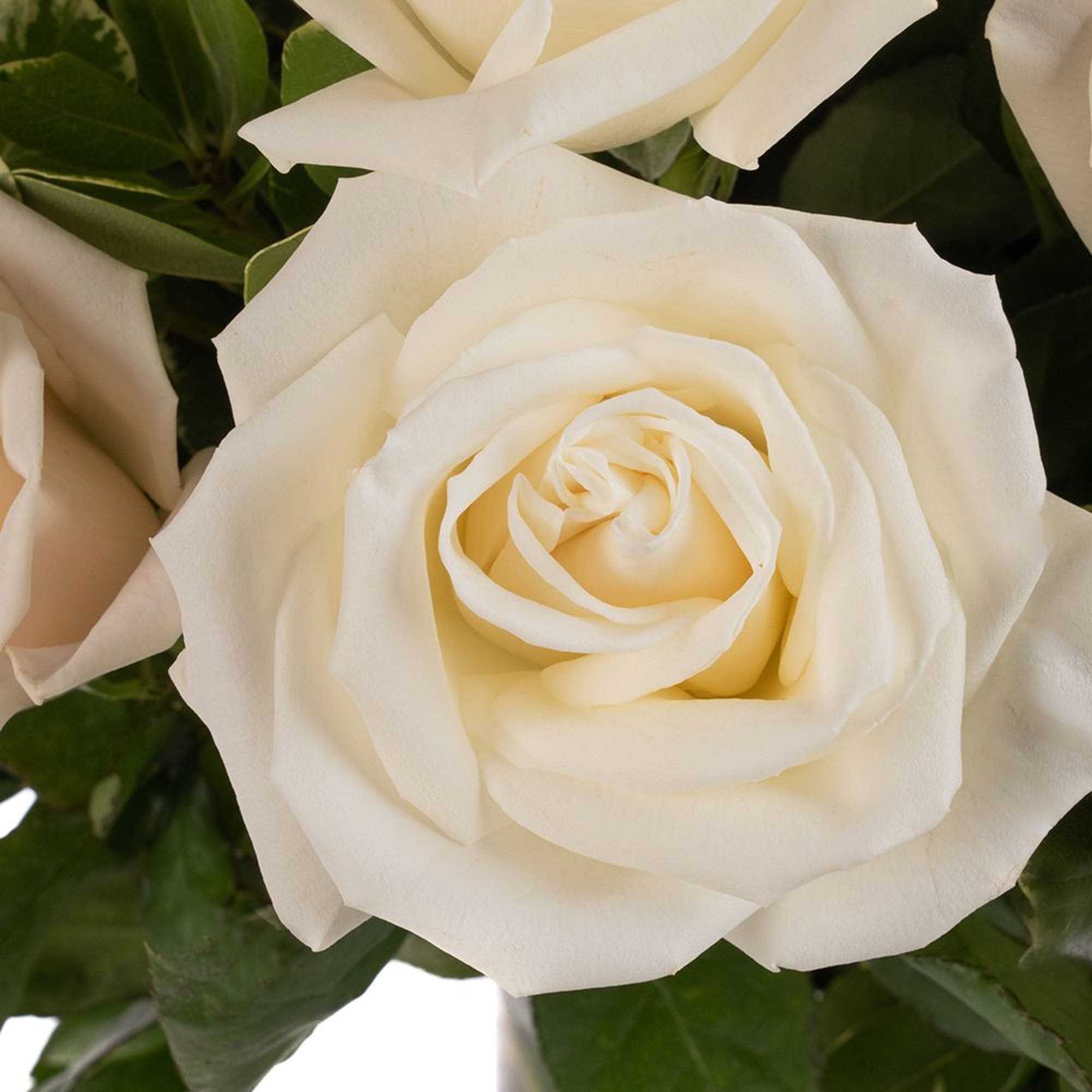 Close-up of a fully open ivory rose bloom with soft, layered petals