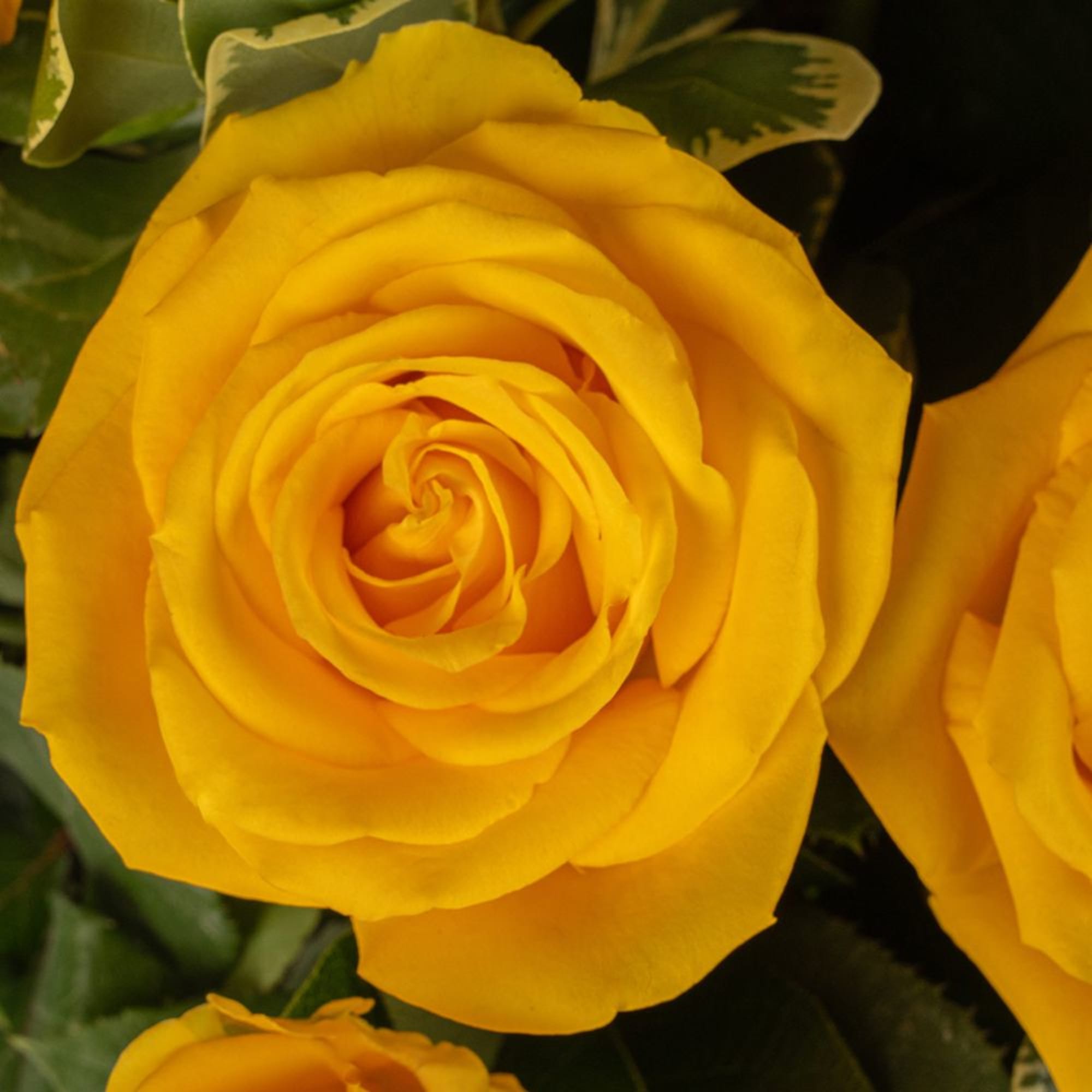 Close-up of a fully open yellow rose bloom