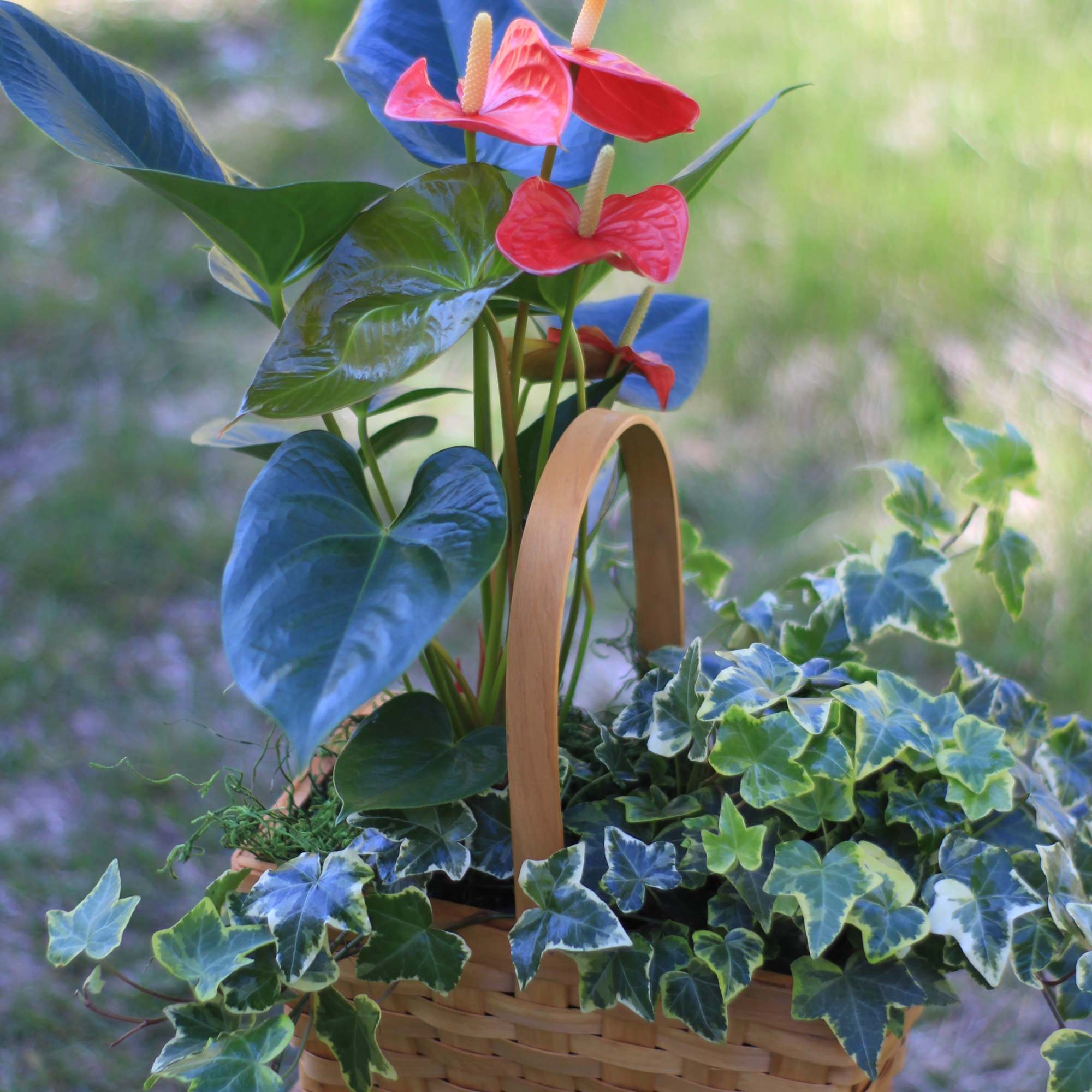 A stunning tropical anthurium, also known as laceleaf paired with a flowing