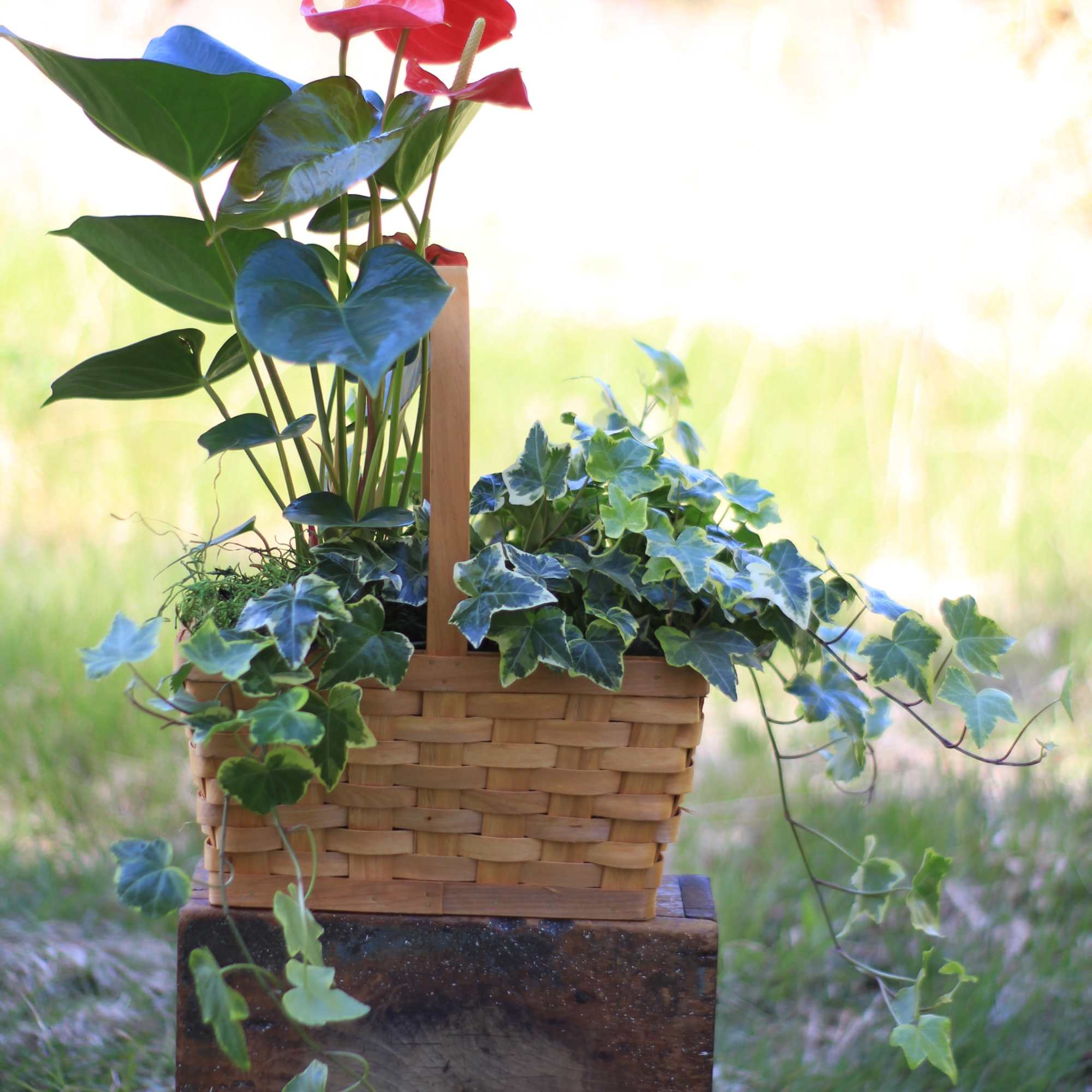 A stunning tropical anthurium, also known as laceleaf paired with a flowing