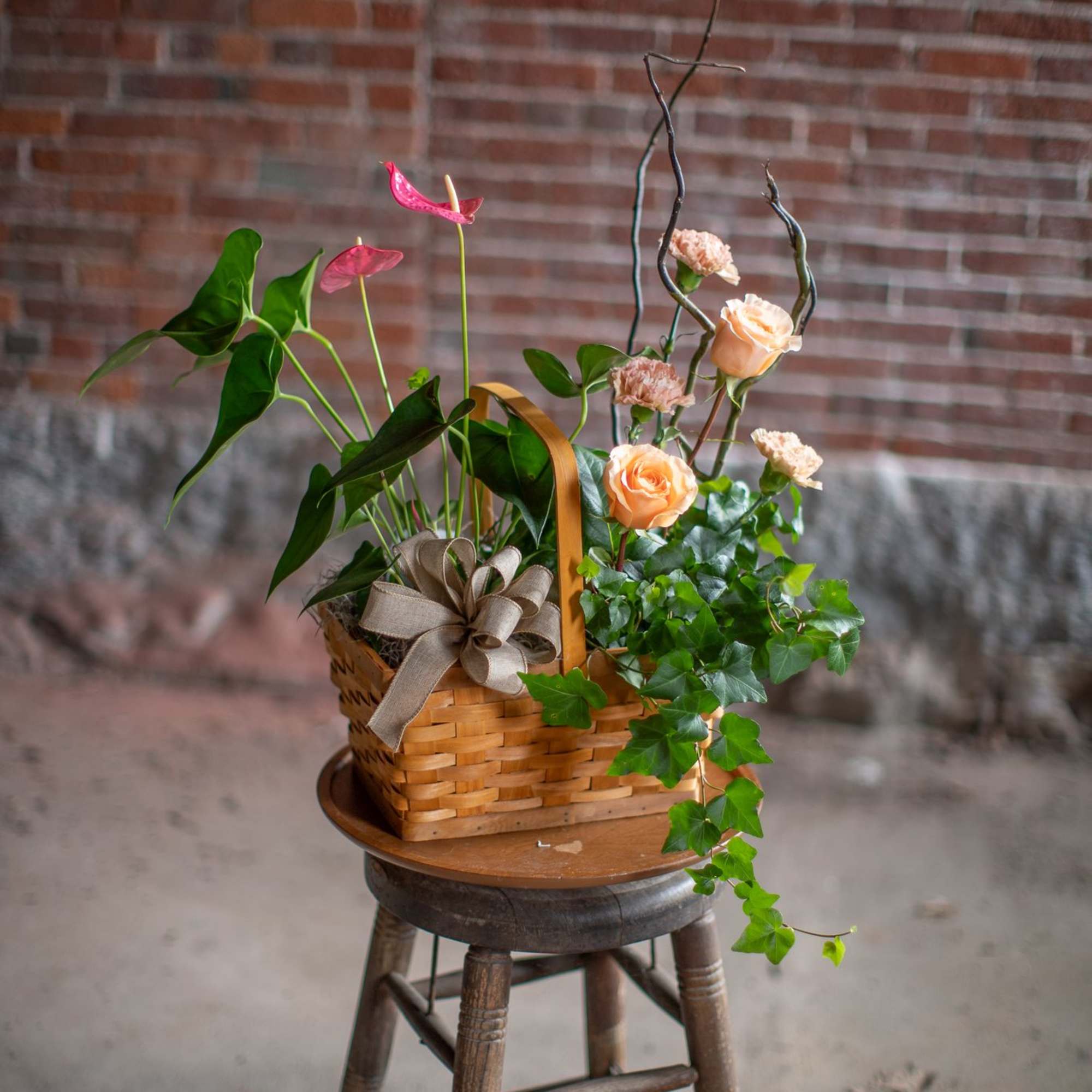 A stunning tropical anthurium, also known as laceleaf paired with a flowing