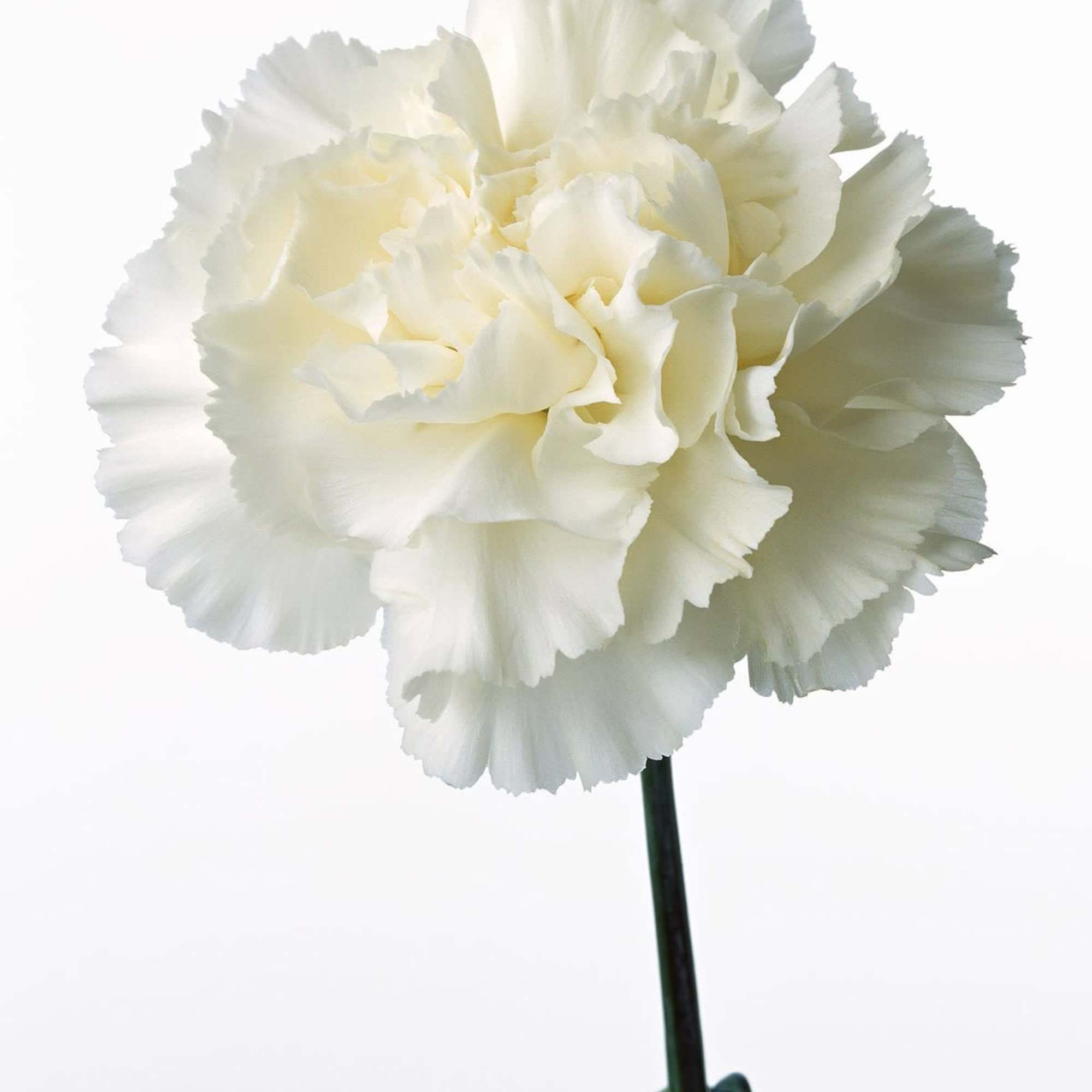 Carnations are a classic bloom known for their soft, ruffled petals and