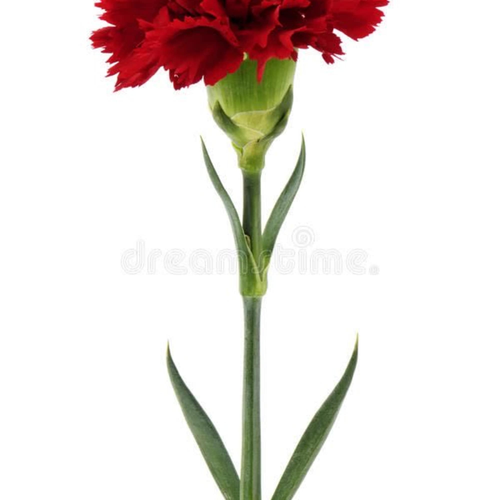 Carnations are a classic bloom known for their soft, ruffled petals and